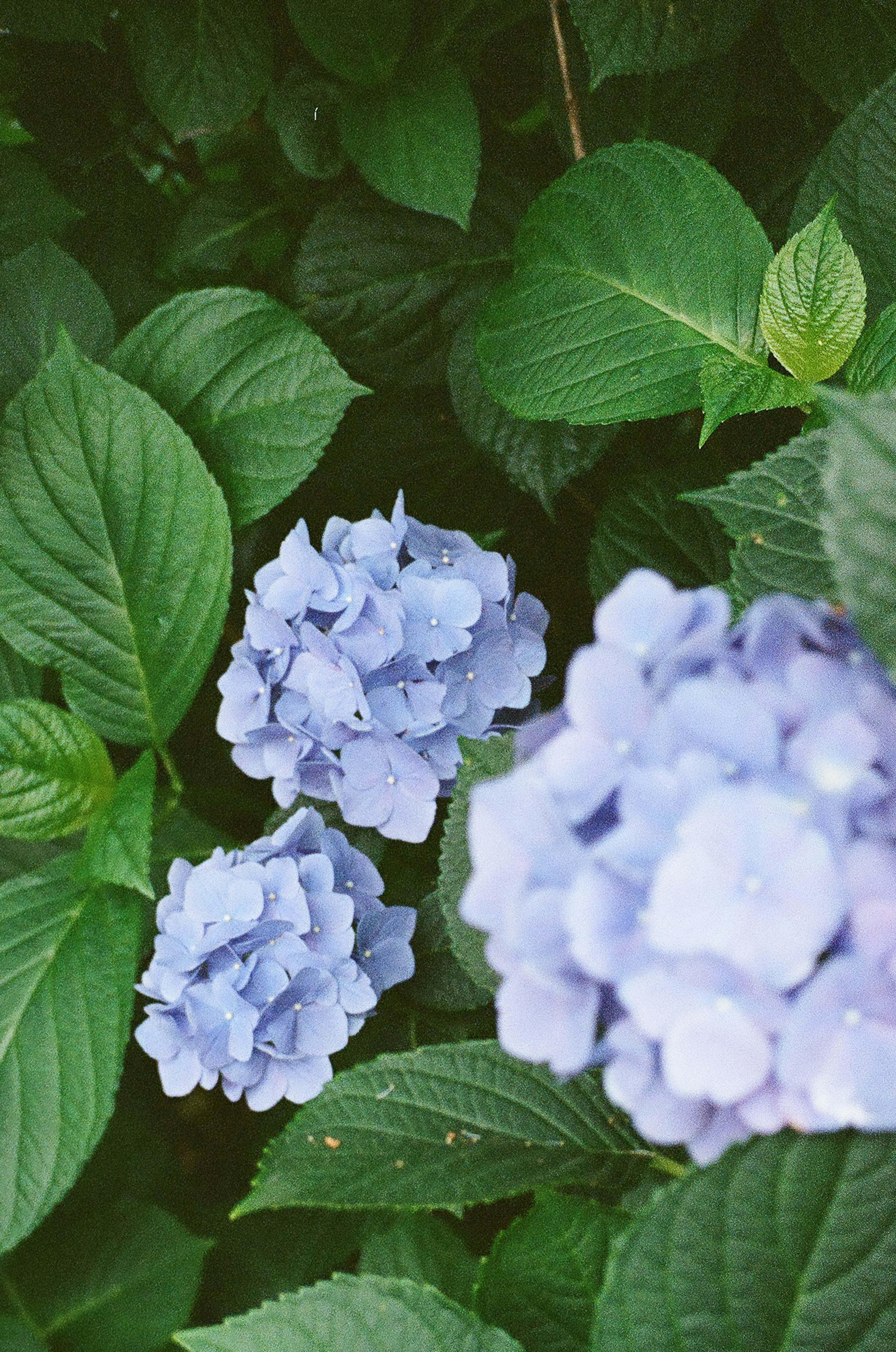 Blaue Hortensienblüten umgeben von grünen Blättern