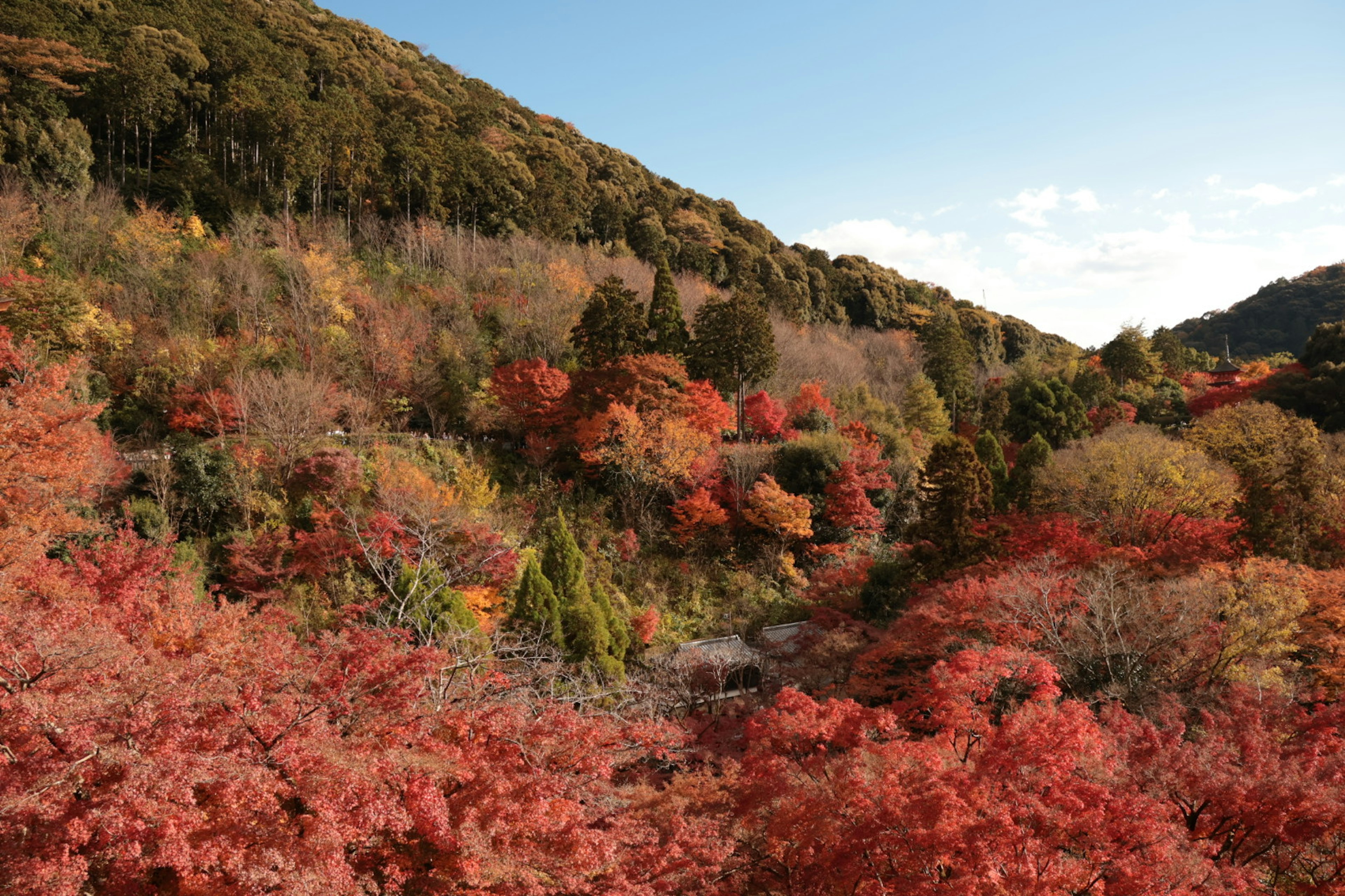 Schöne Herbstlandschaft mit harmonischen grünen und roten Bäumen