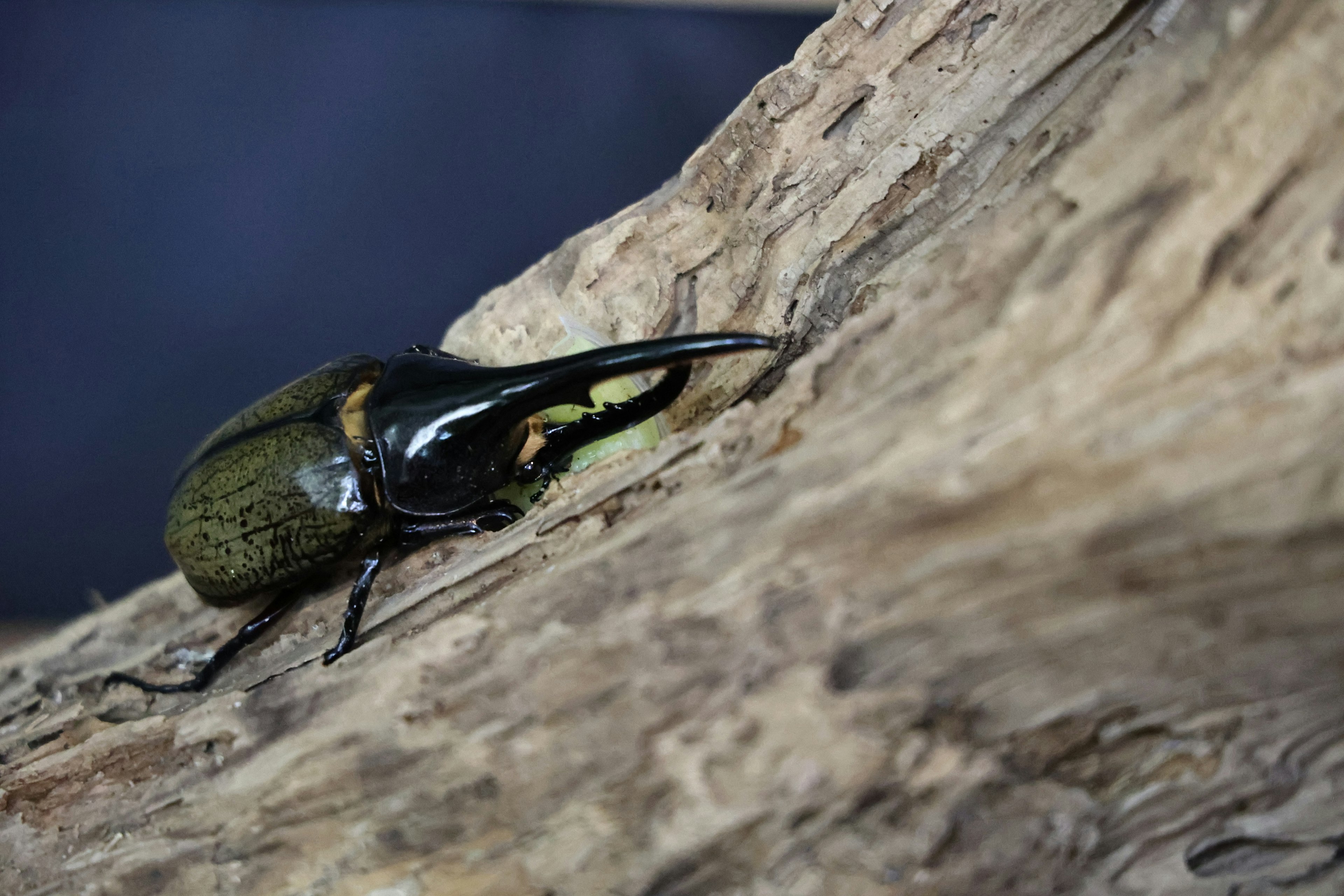 Close-up of a green beetle on wood