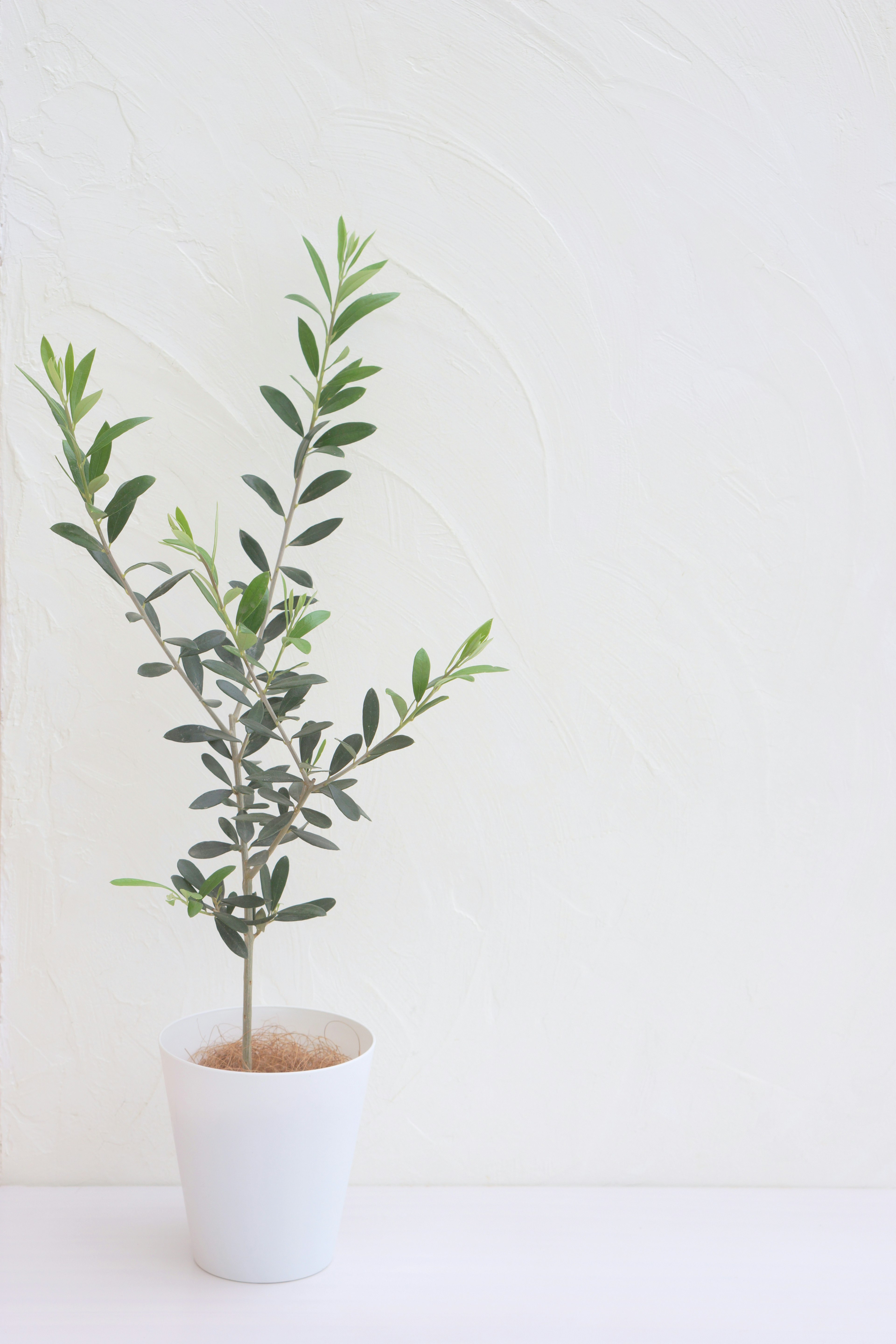 Small olive tree in a white pot against a white background