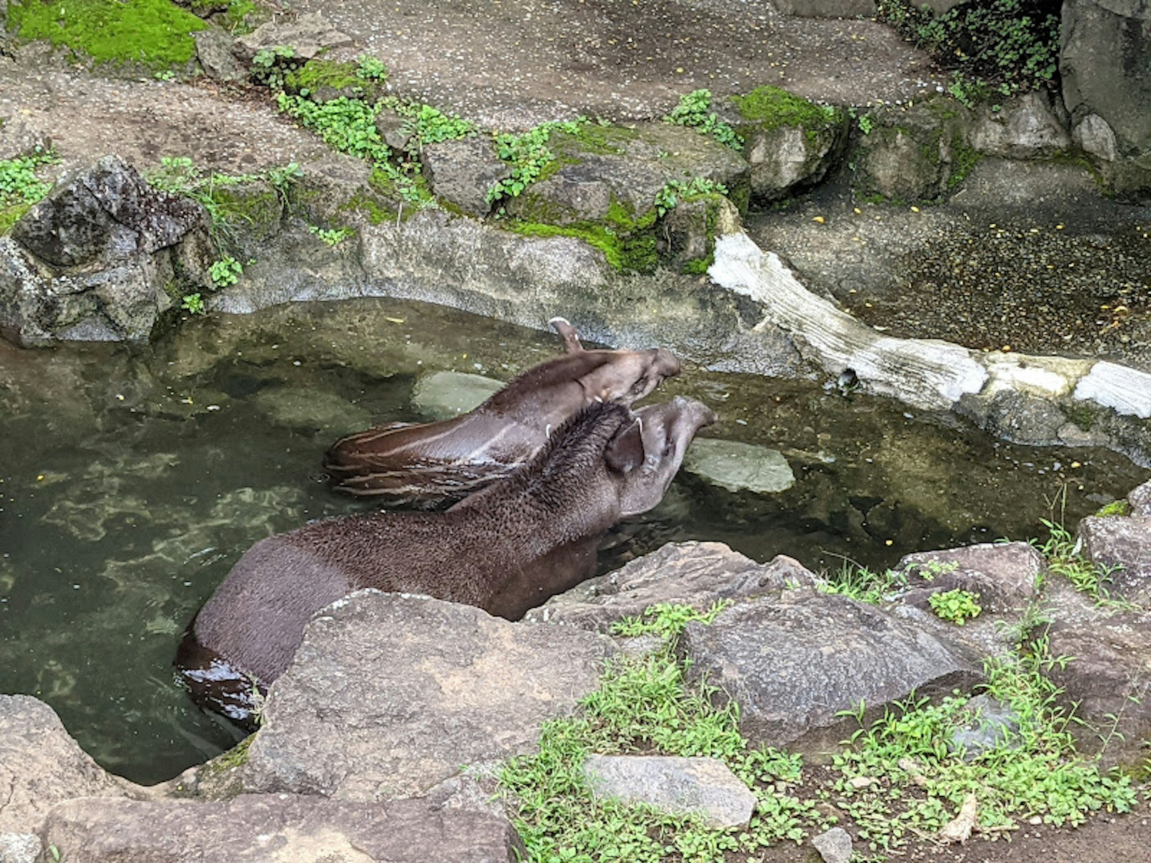 Dos nutrias jugando en un estanque rodeado de rocas cubiertas de musgo