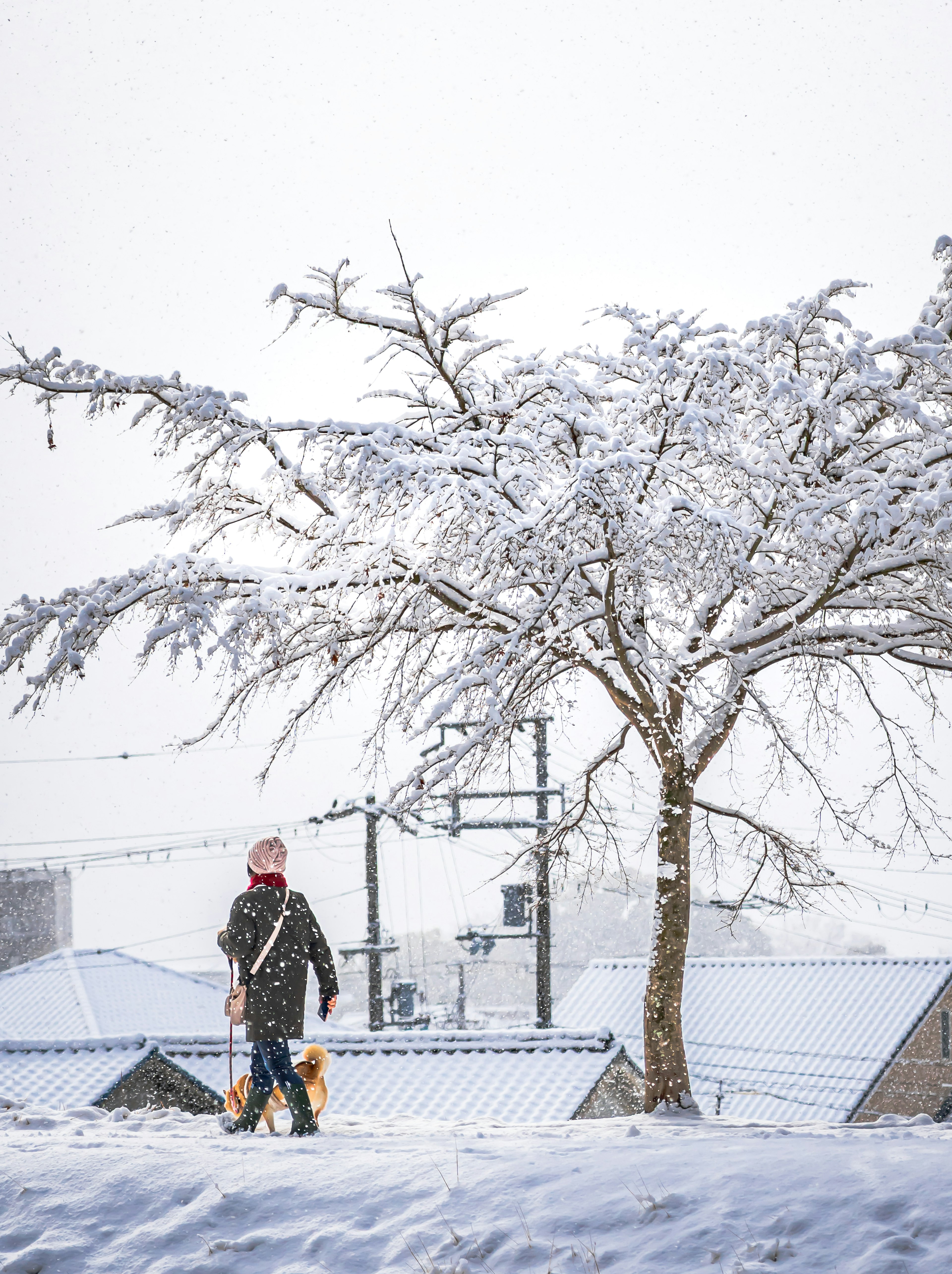 Eine Person, die mit einem Hund unter einem schneebedeckten Baum geht