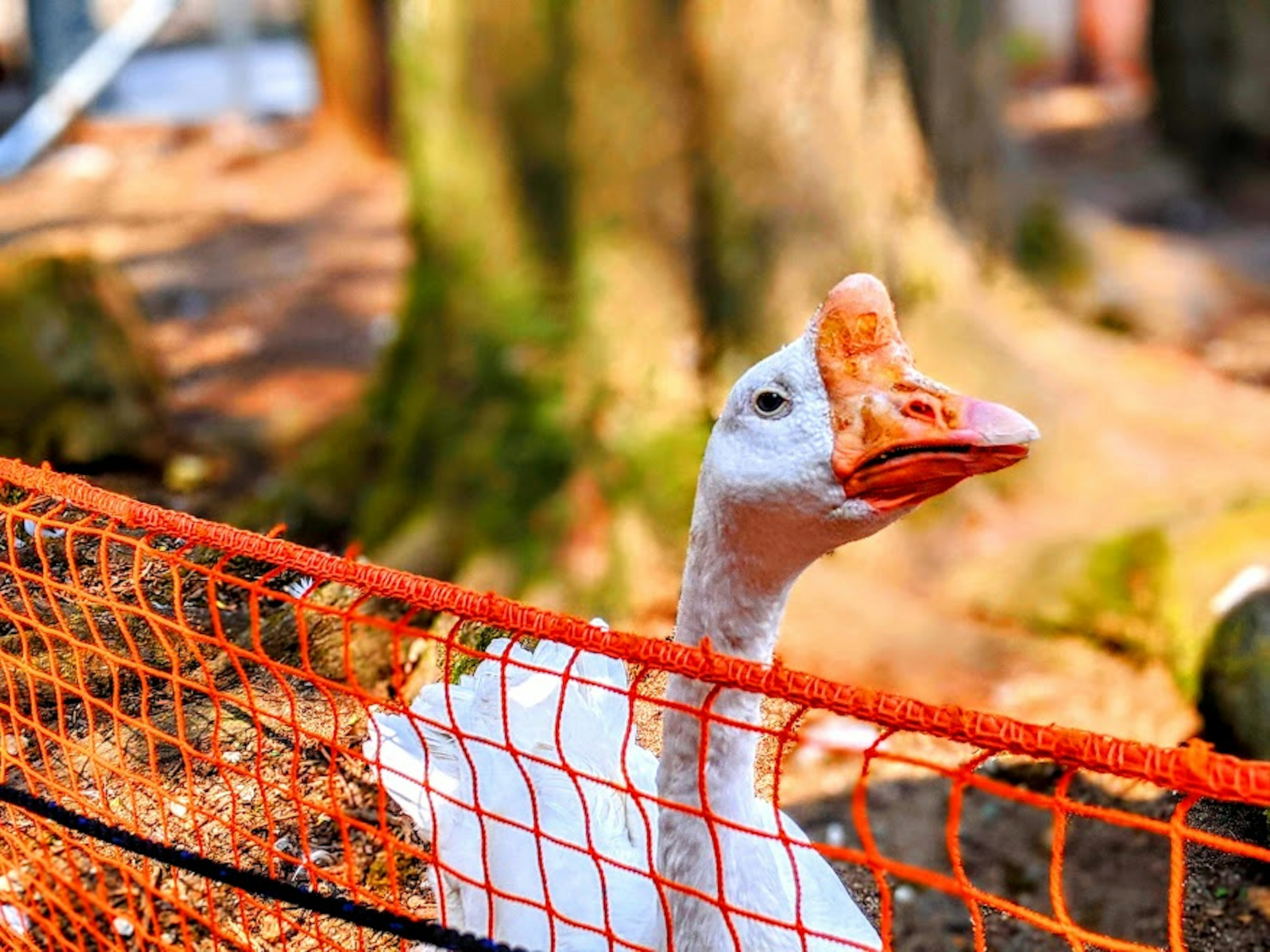 Nahaufnahme einer weißen Gans mit orangefarbenem Netz im Vordergrund und Bäumen im Hintergrund