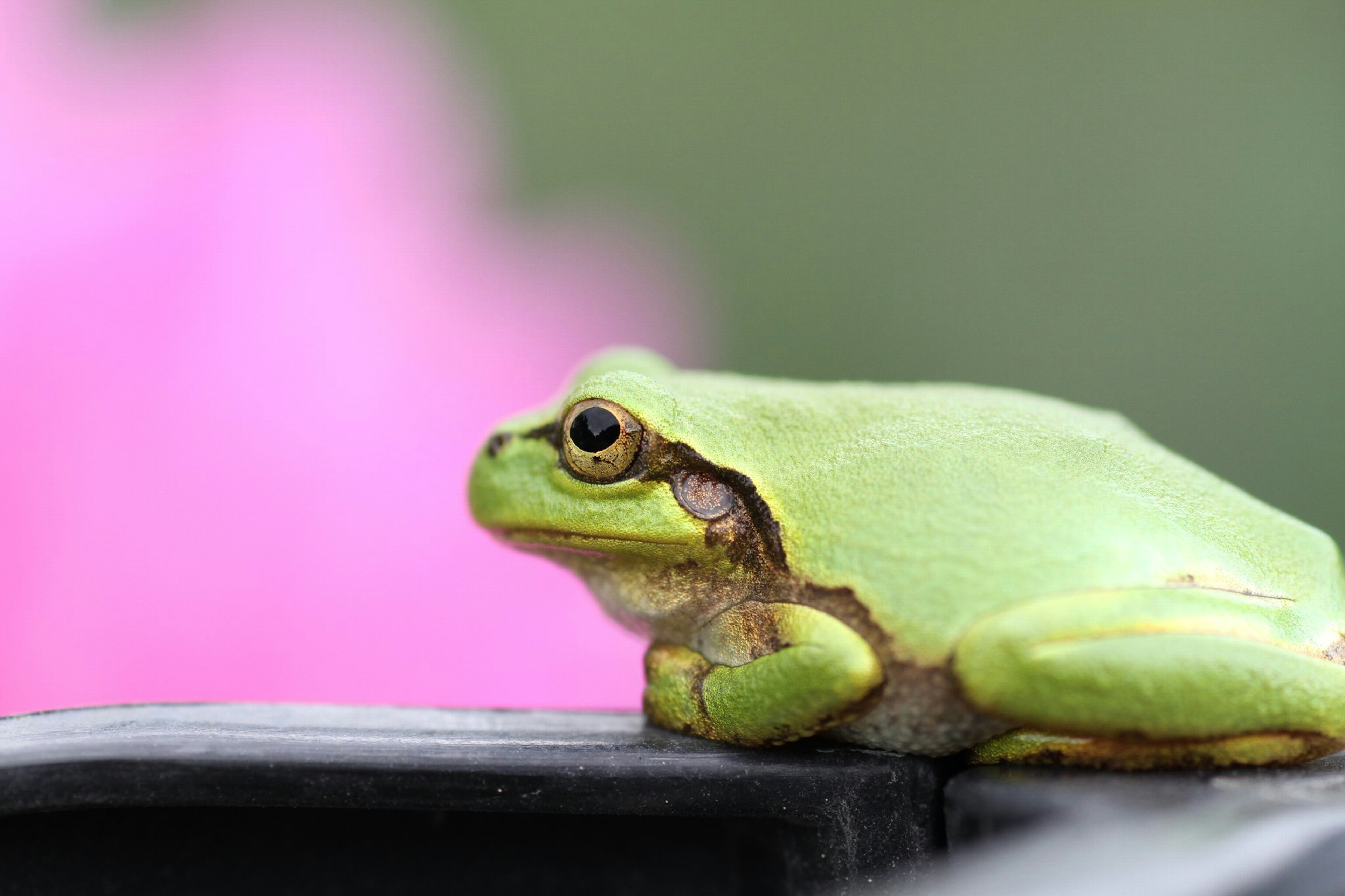 Una rana verde descansando sobre una superficie negra con una flor rosa de fondo