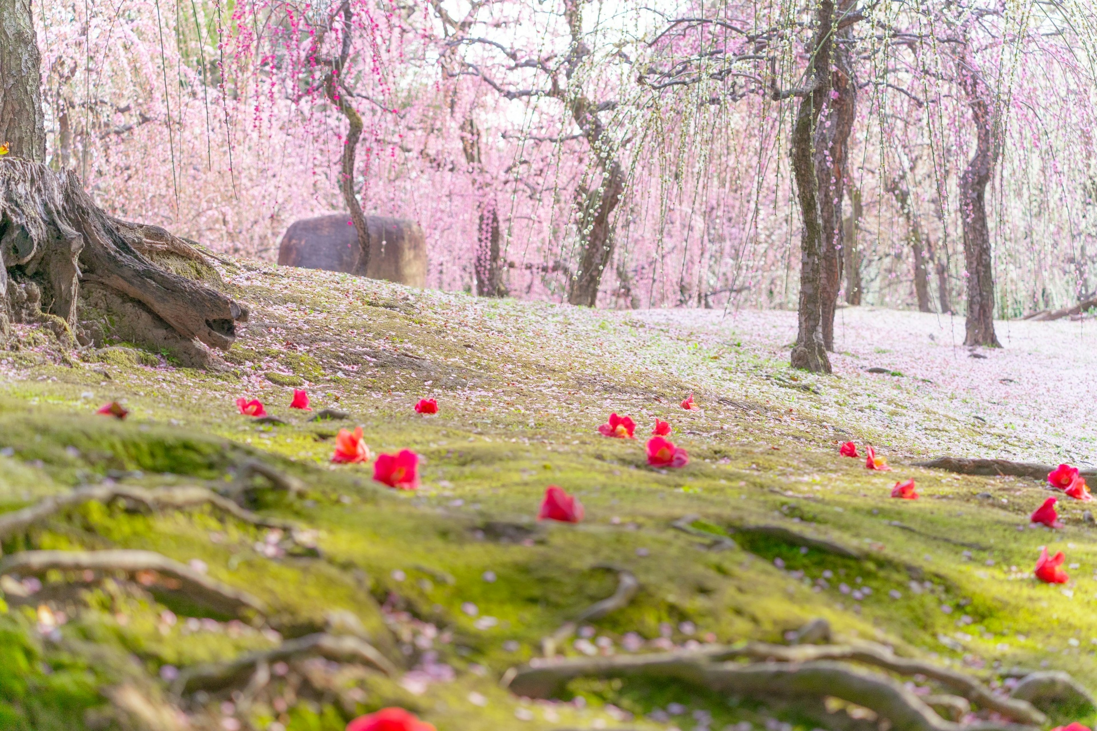 Hermoso paisaje con pétalos rojos esparcidos sobre musgo verde