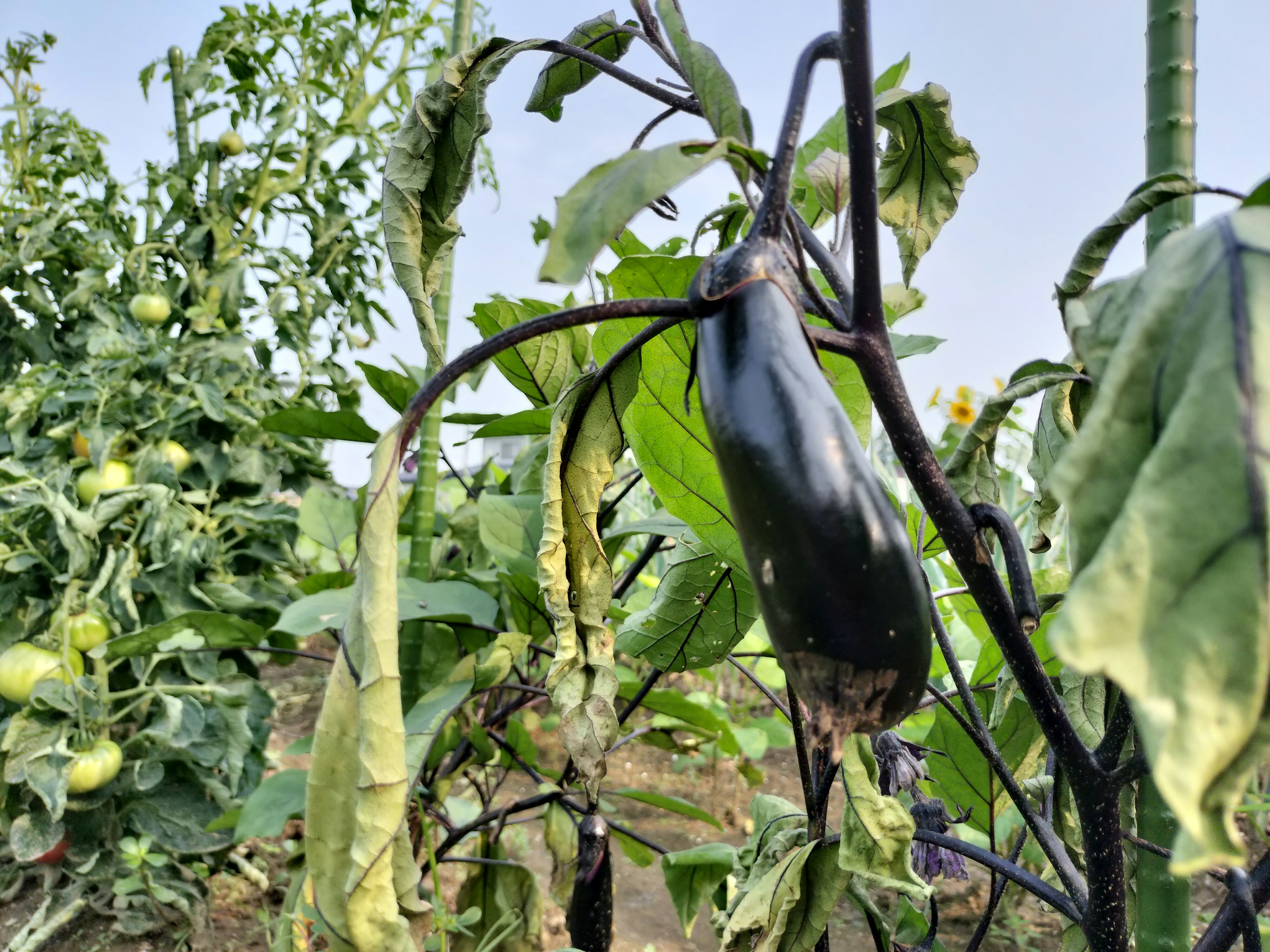 Un aubergine noire entourée de feuilles vertes dans un champ