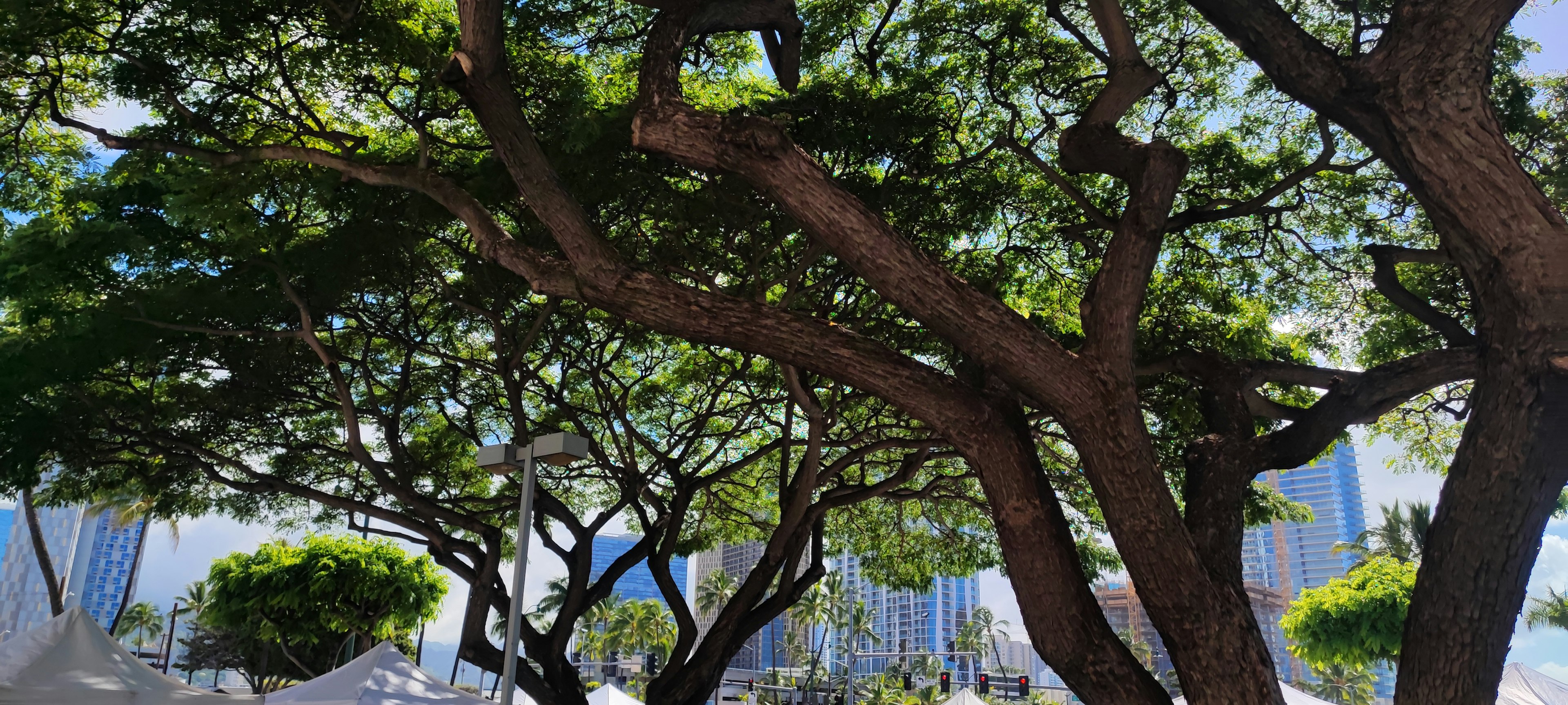 Alberi verdi lussureggianti con uno sfondo di edifici moderni