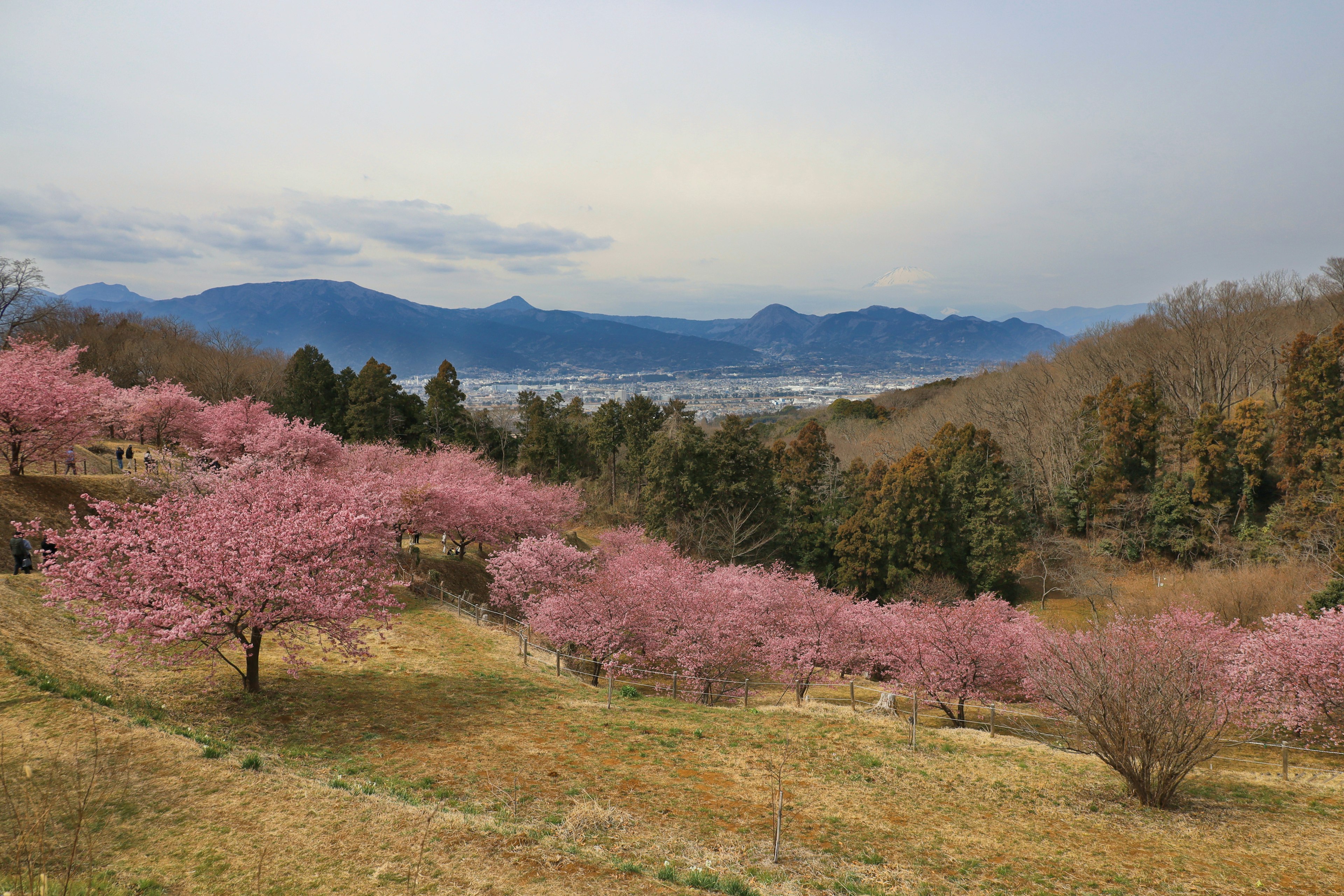 櫻花樹的風景，背景是山脈