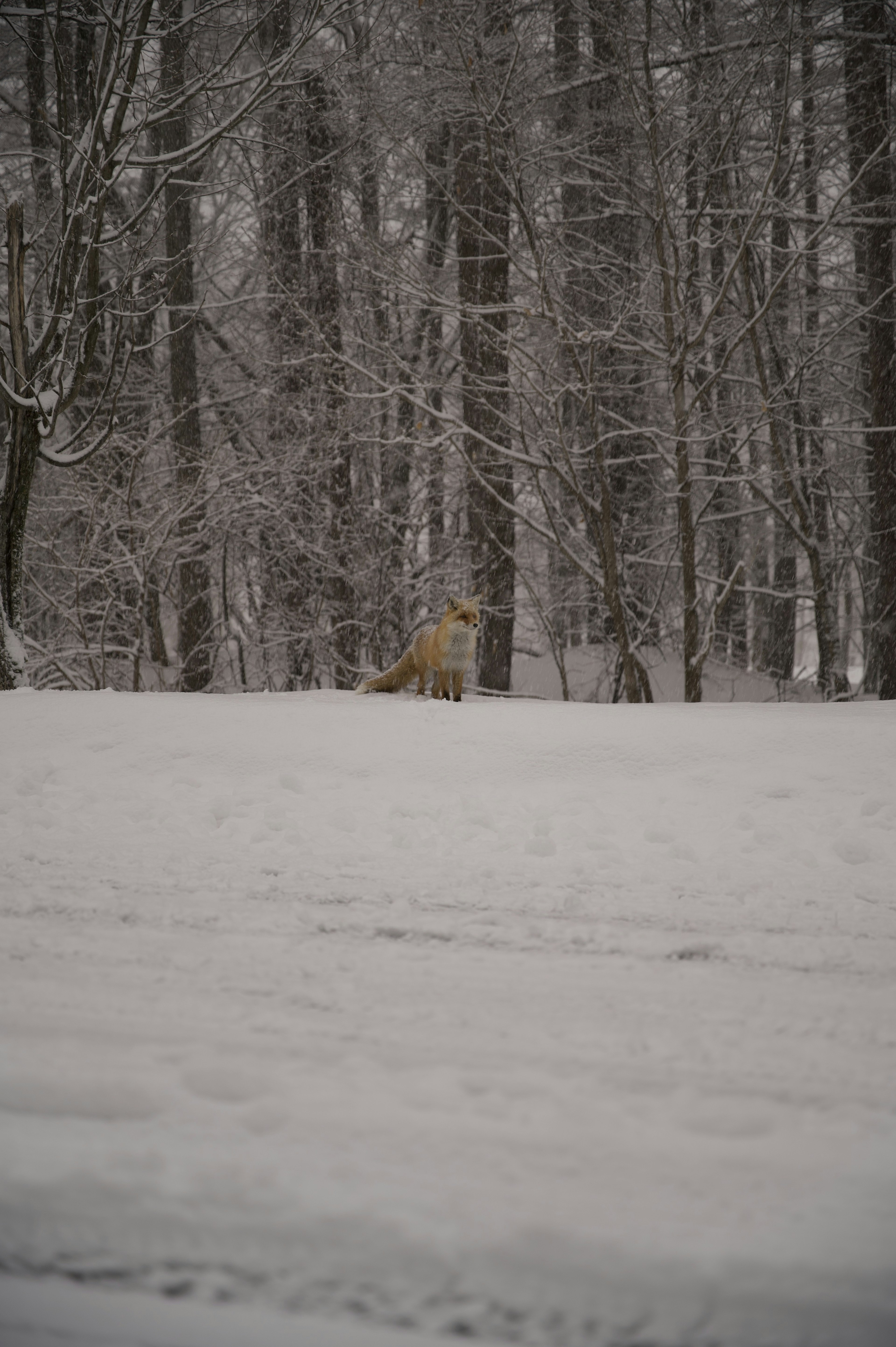 Silhouette eines Hundes in einer verschneiten Landschaft