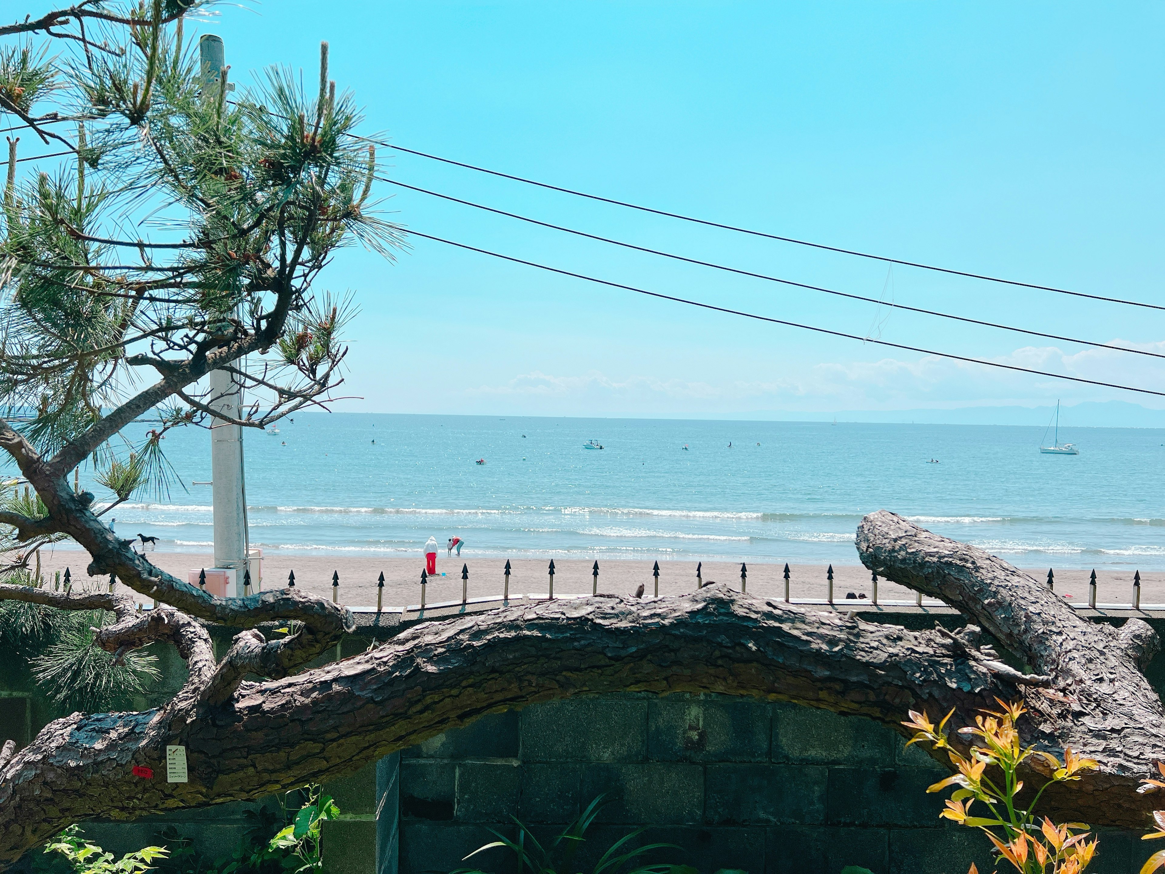 海と空の青さが美しい景色に、松の木と電線が見える