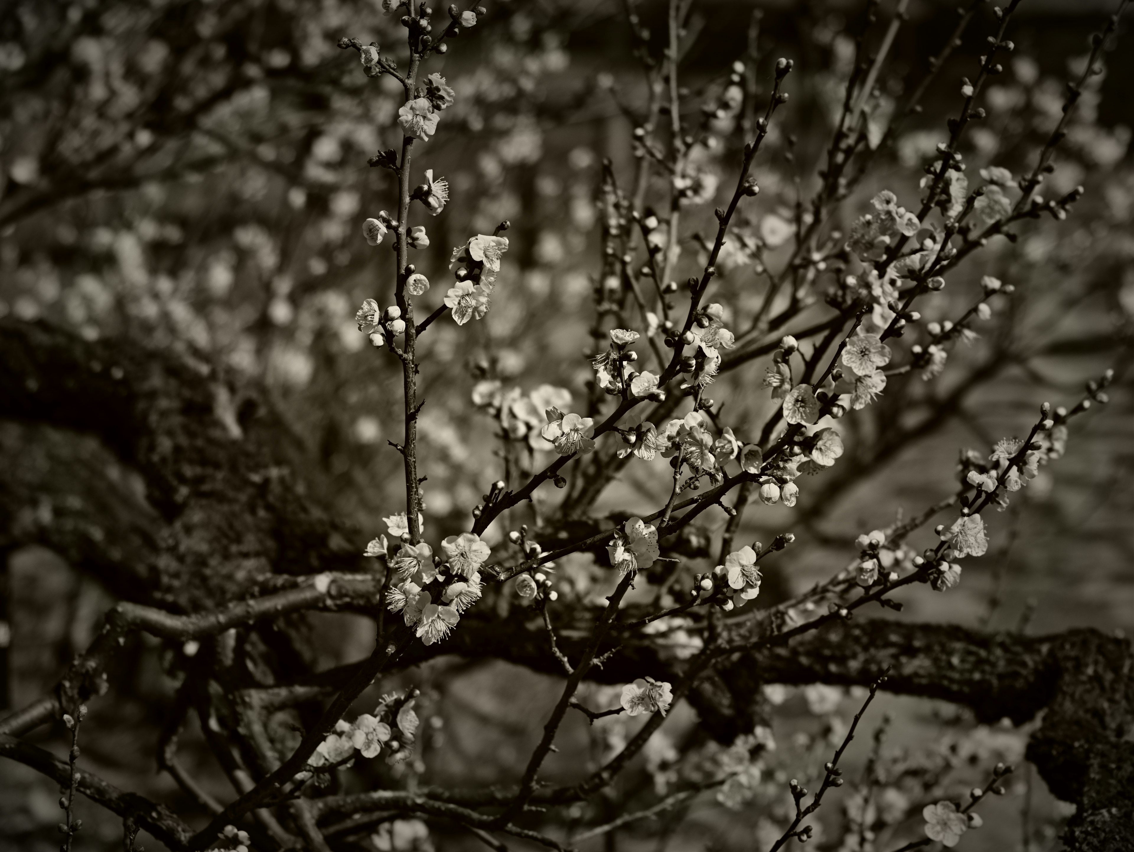 Bellissimo contrasto di fiori bianchi che sbocciano su rami contro uno sfondo scuro