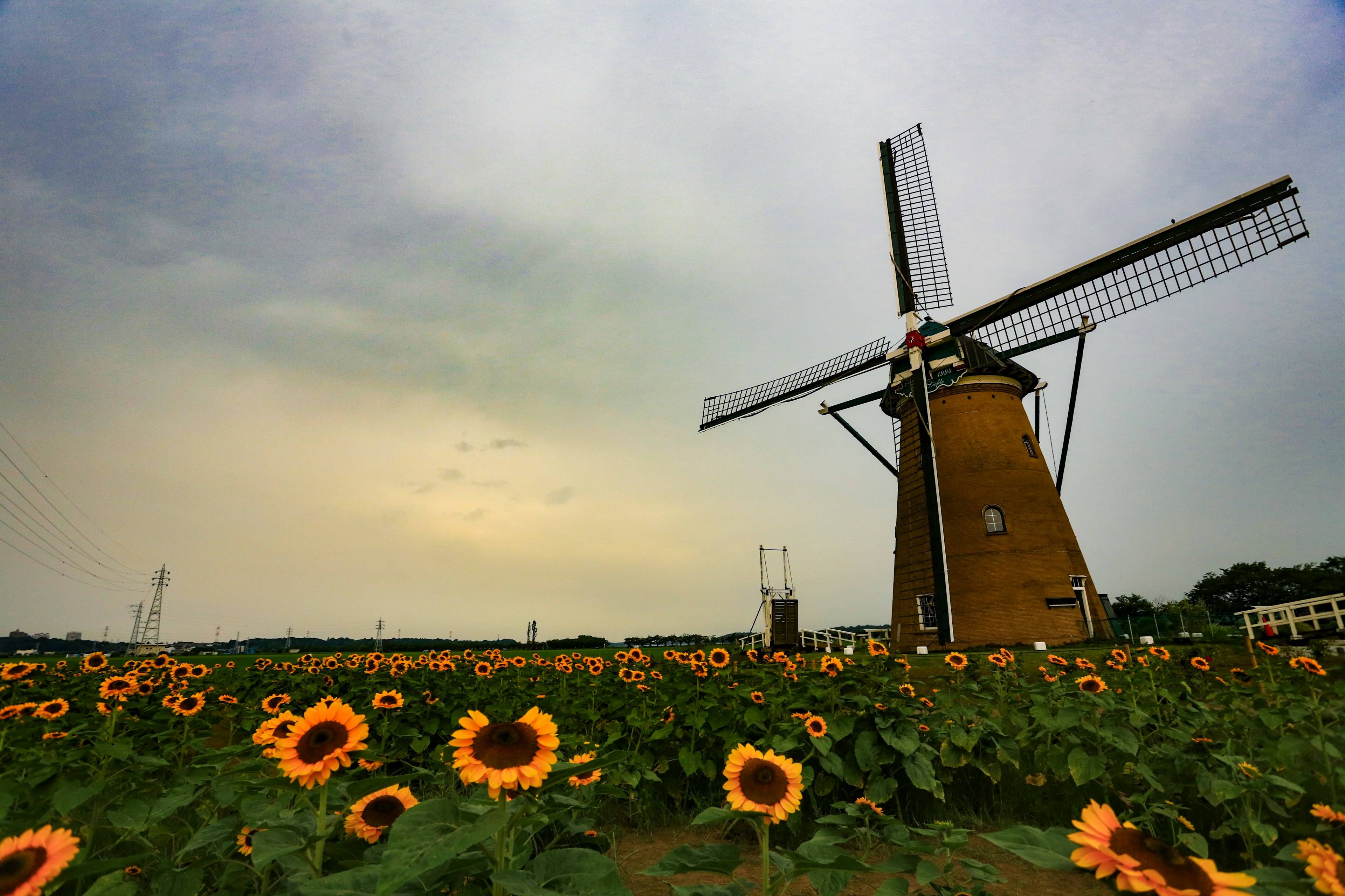 Landschaft mit Windmühle und Sonnenblumenfeld schöner Himmel und natürliche Farben