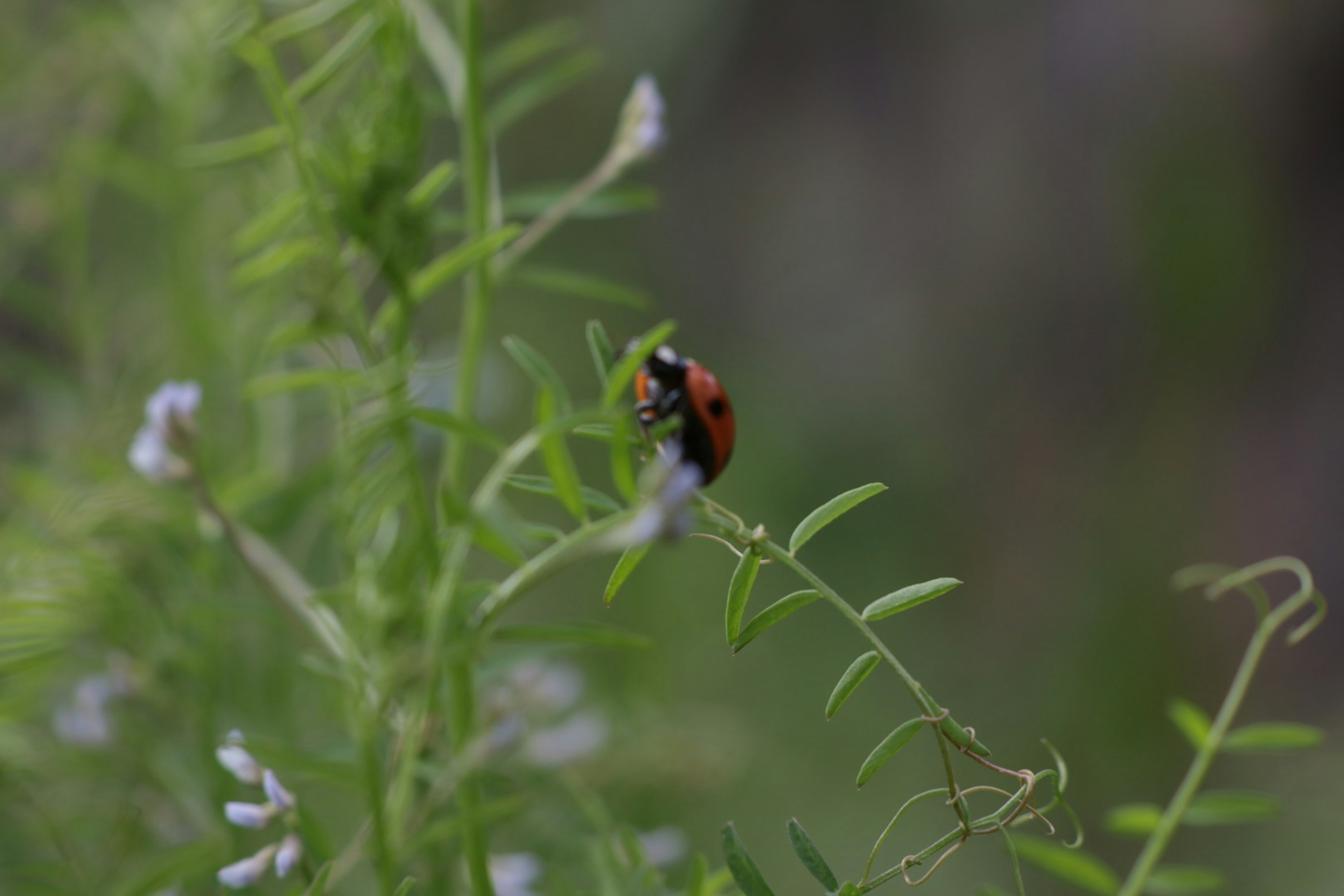 Primo piano di una coccinella su fogliame verde