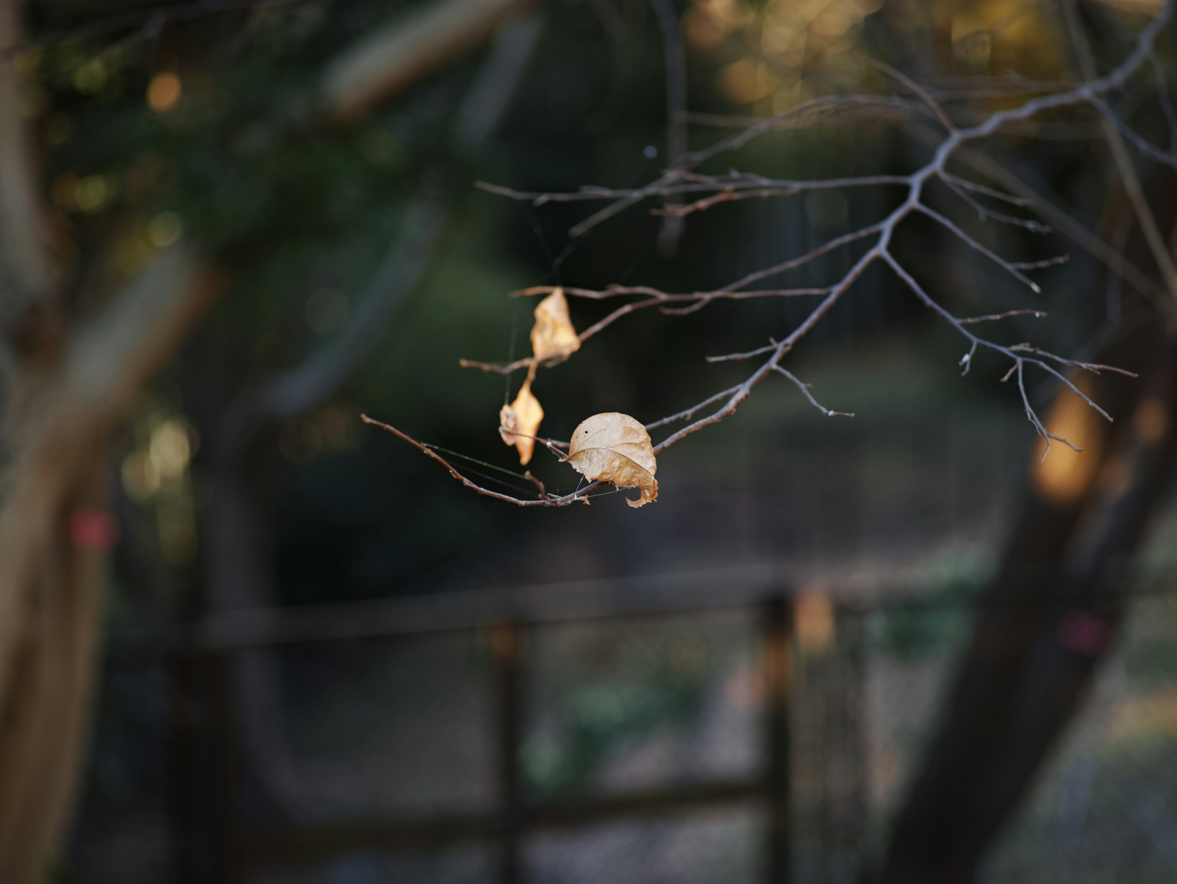 A small object hanging from a bare branch with a blurred green background