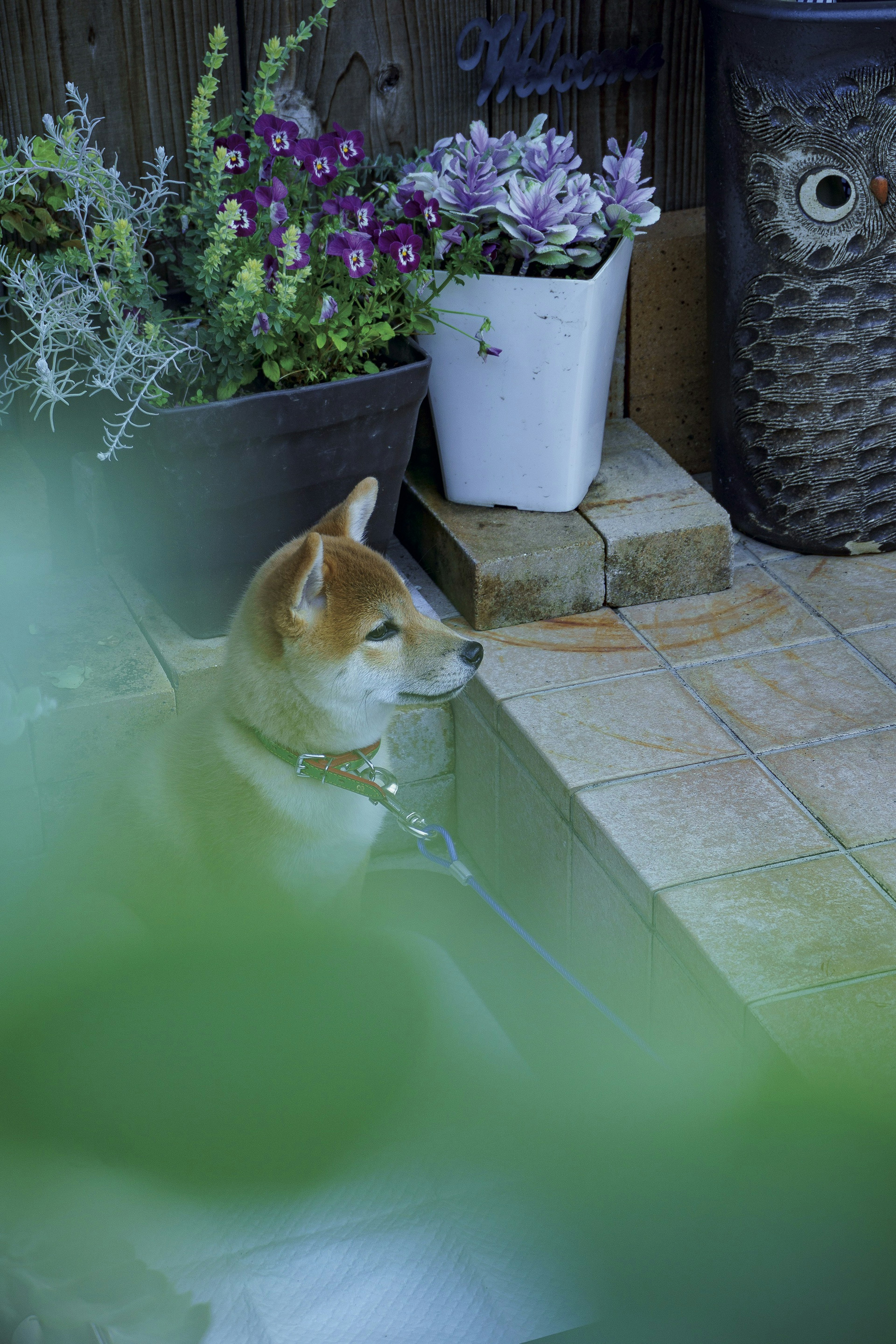 Shiba Inu assis dans un jardin avec des pots de fleurs