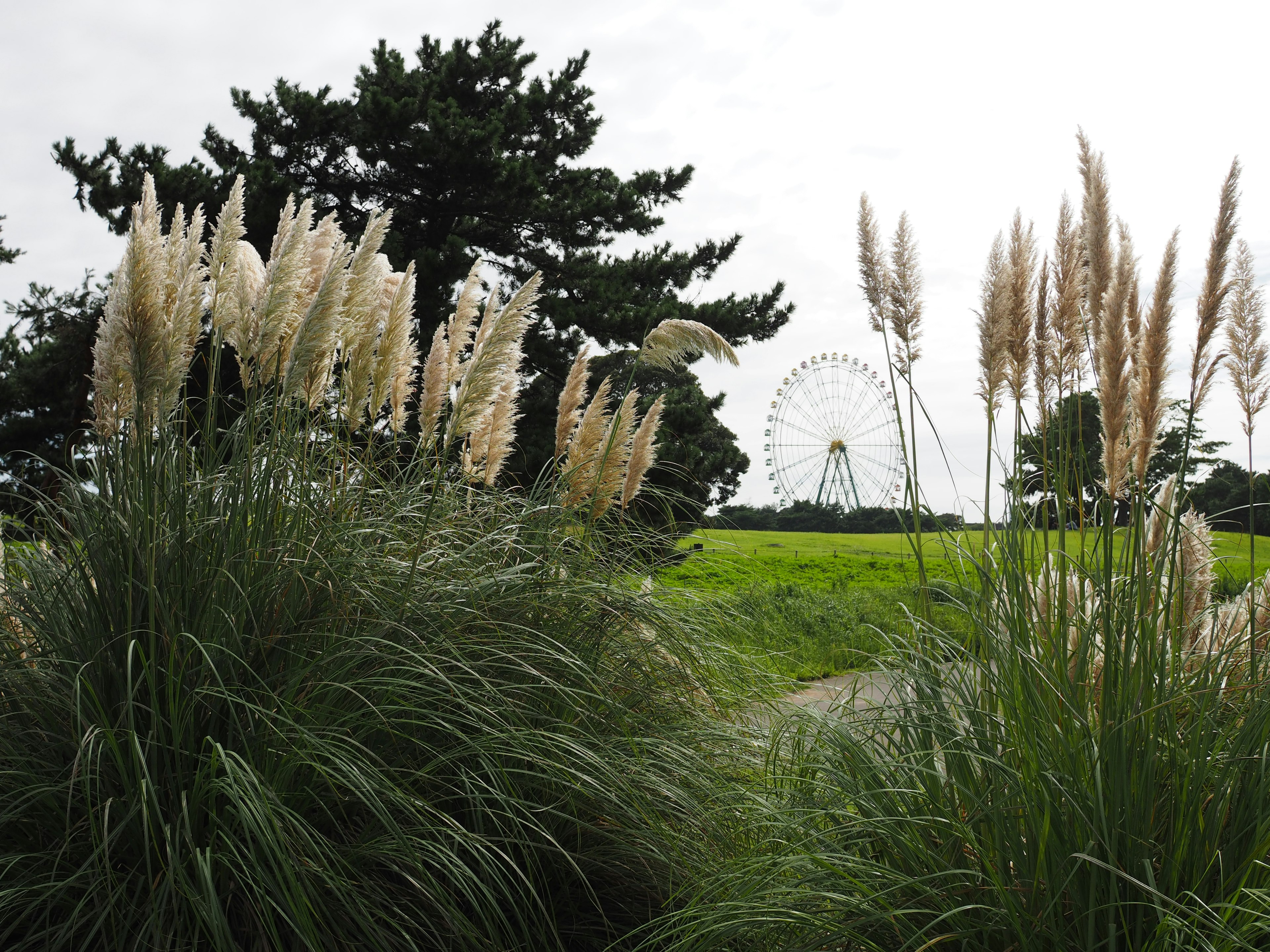 Park scene featuring white pampas grass and green background