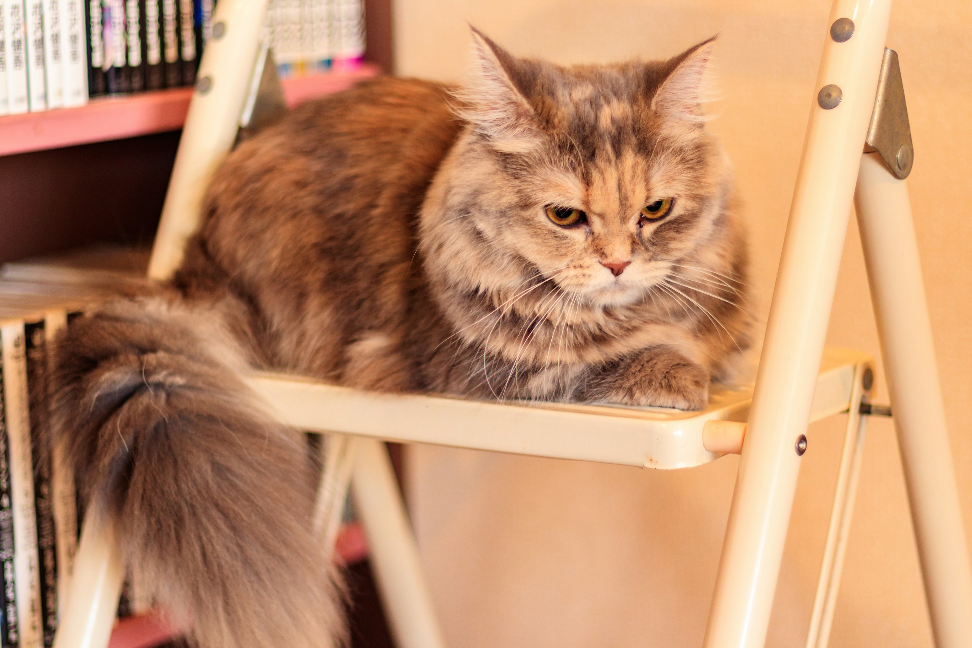 A cat resting on a ladder