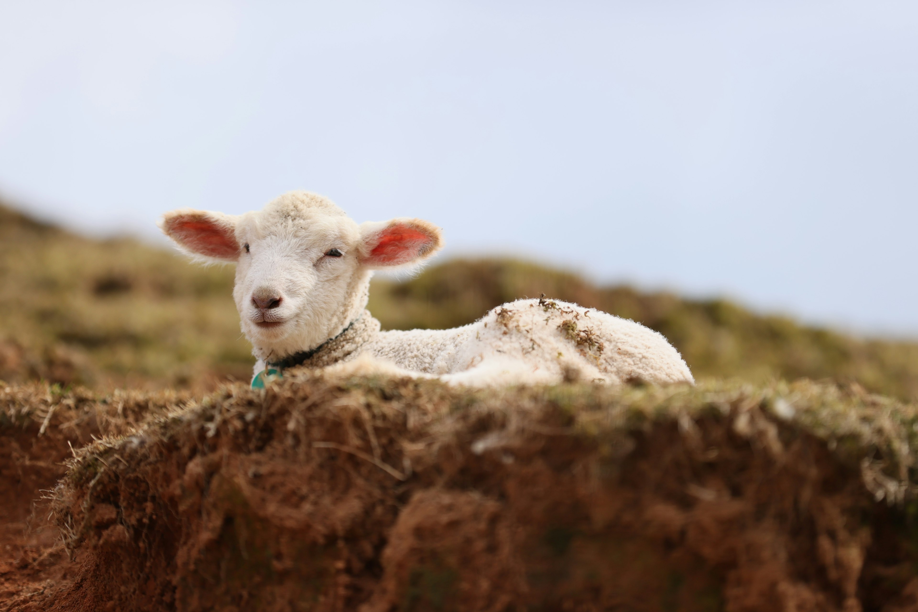 Un cordero lindo descansando en una colina cubierta de hierba