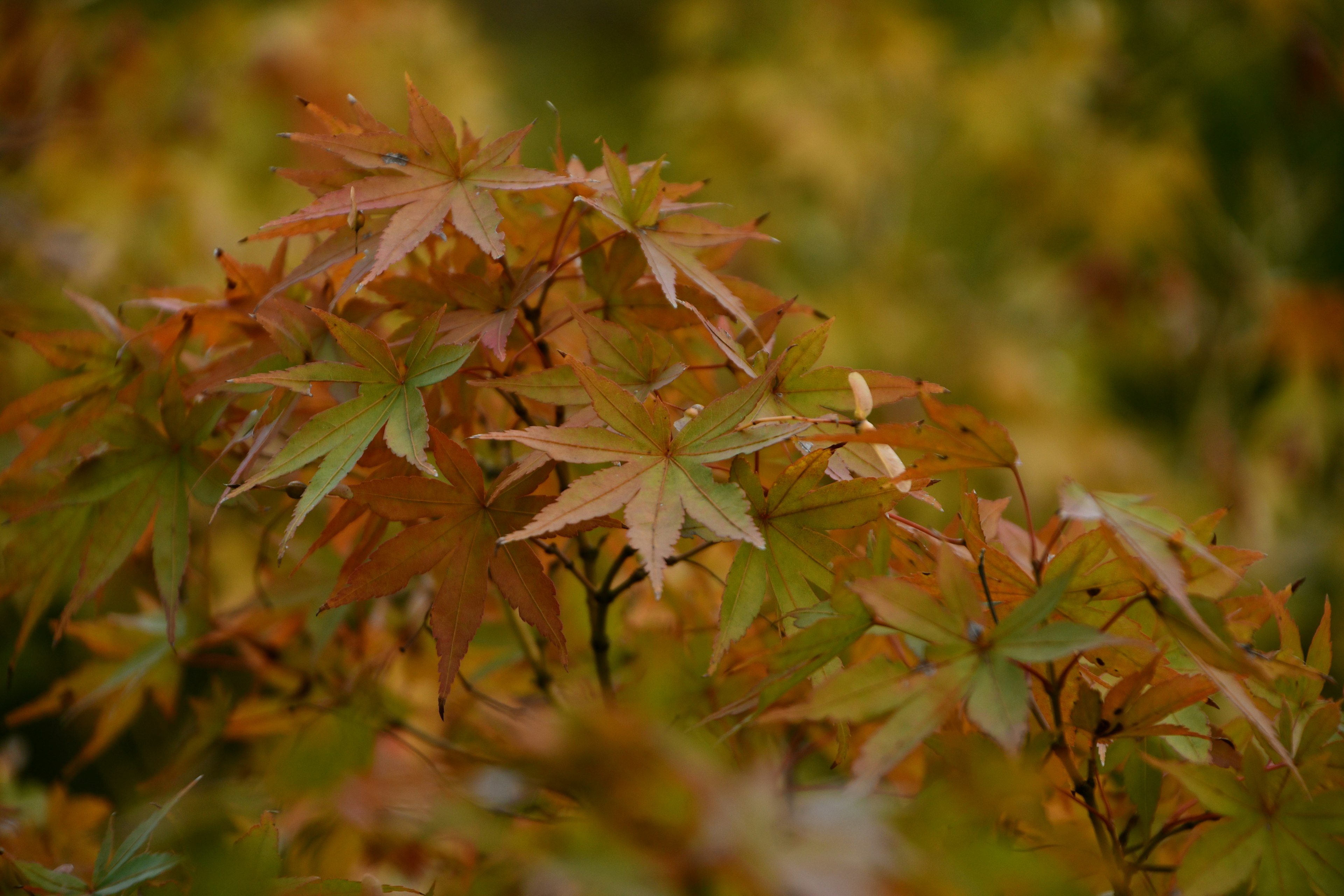 Close-up of autumn-colored maple leaves