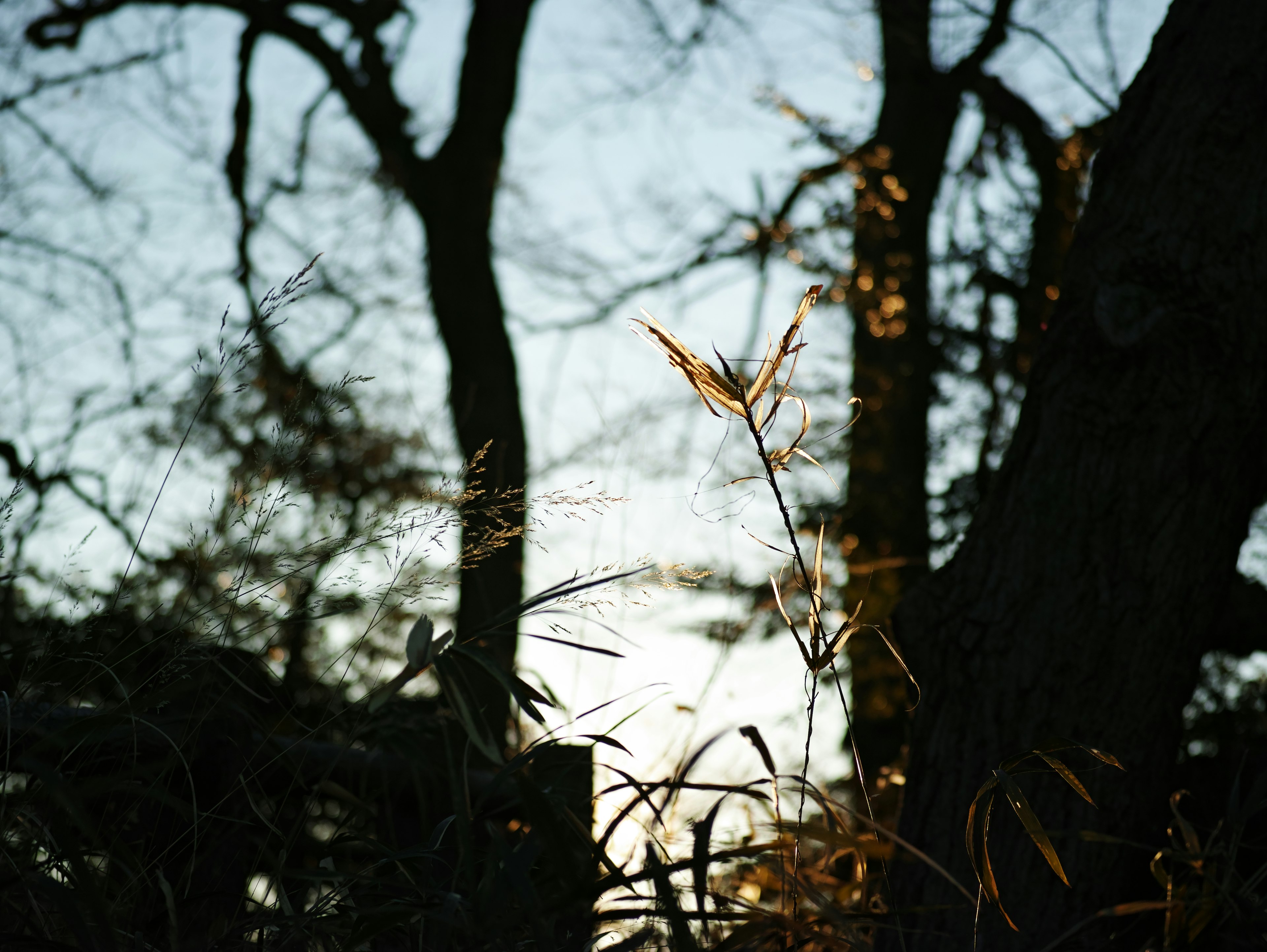 Silhouette di alberi con erba dorata al crepuscolo