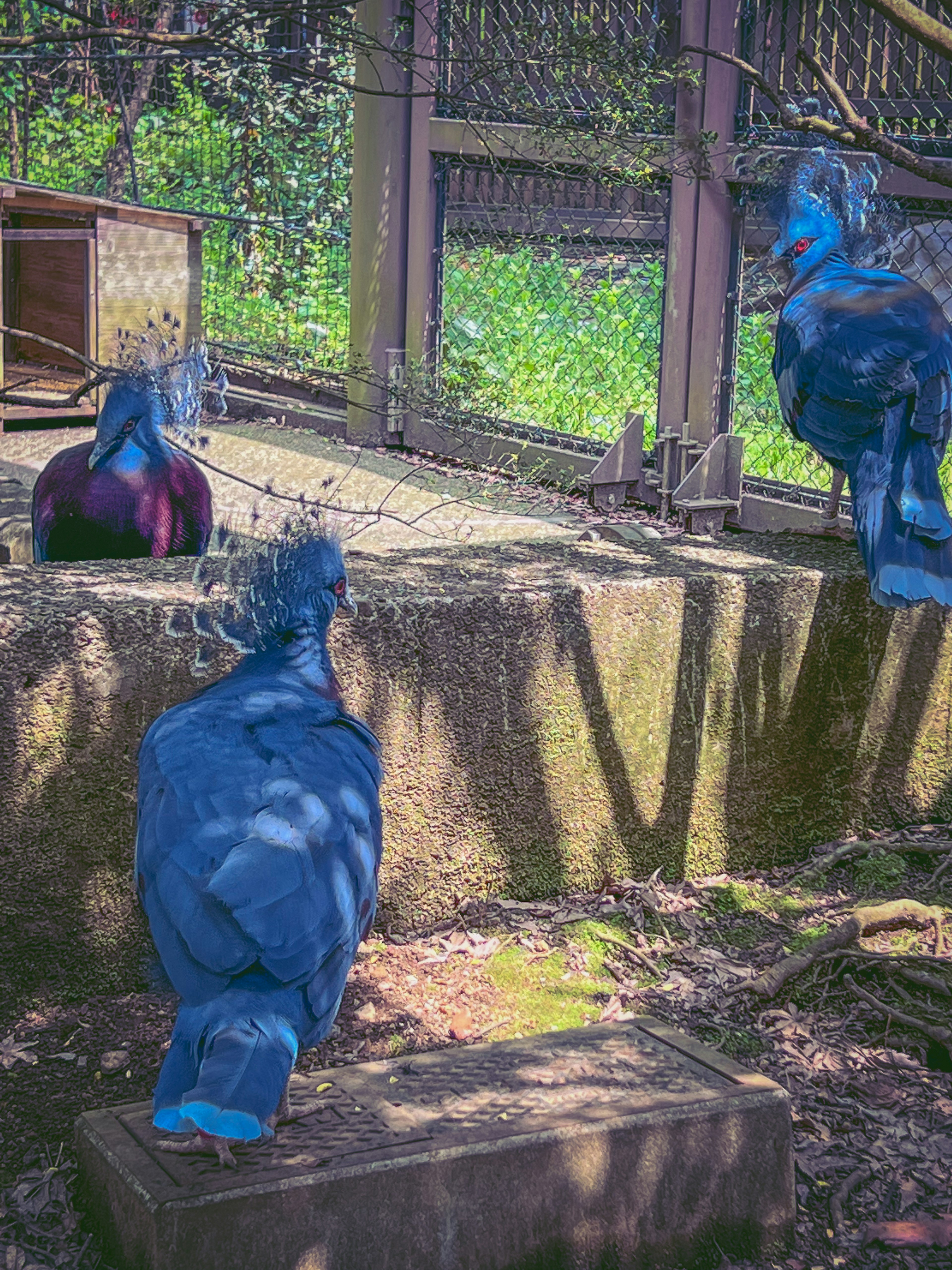 Blue birds foraging with a lush green background