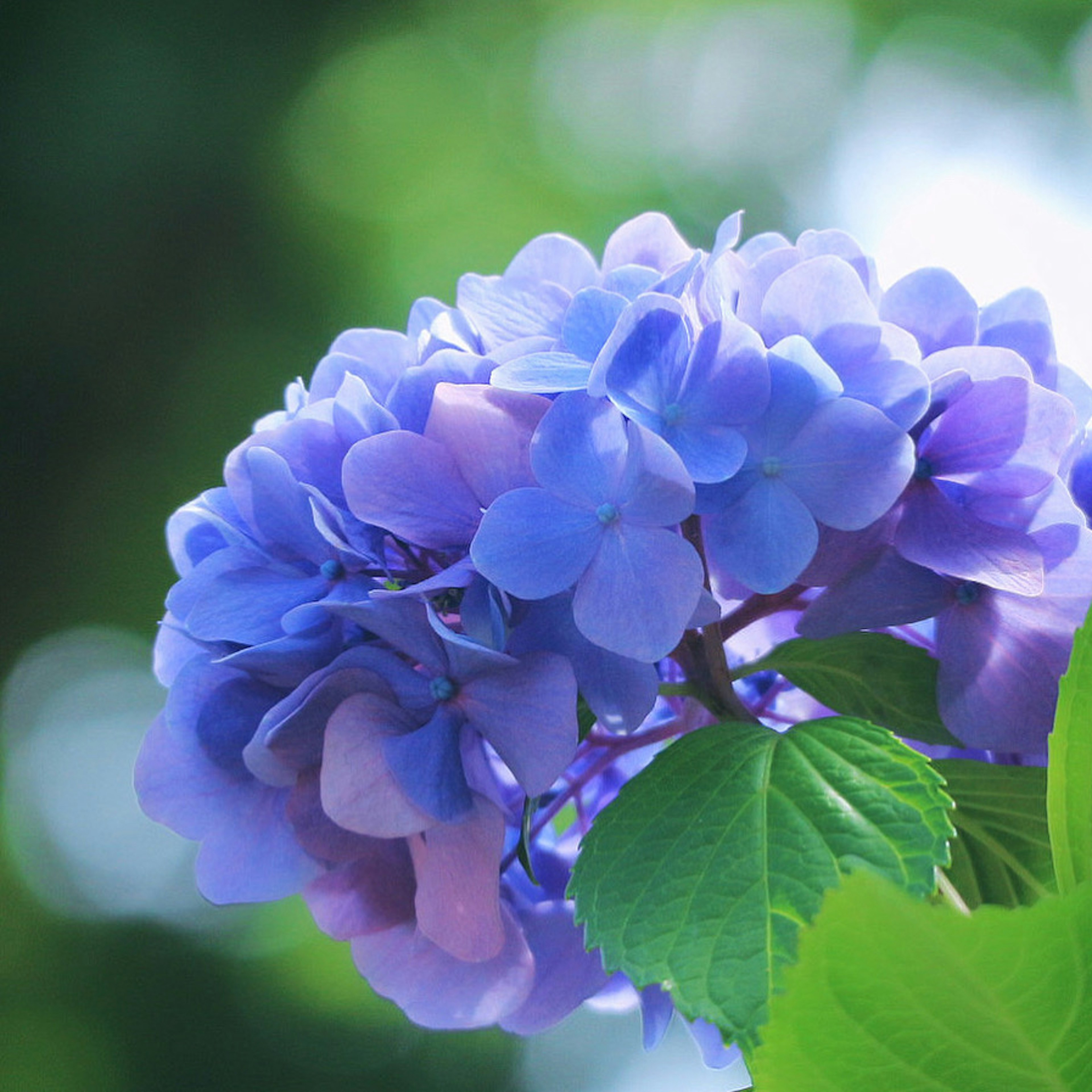 Fiore di ortensia blu viola con foglie verdi