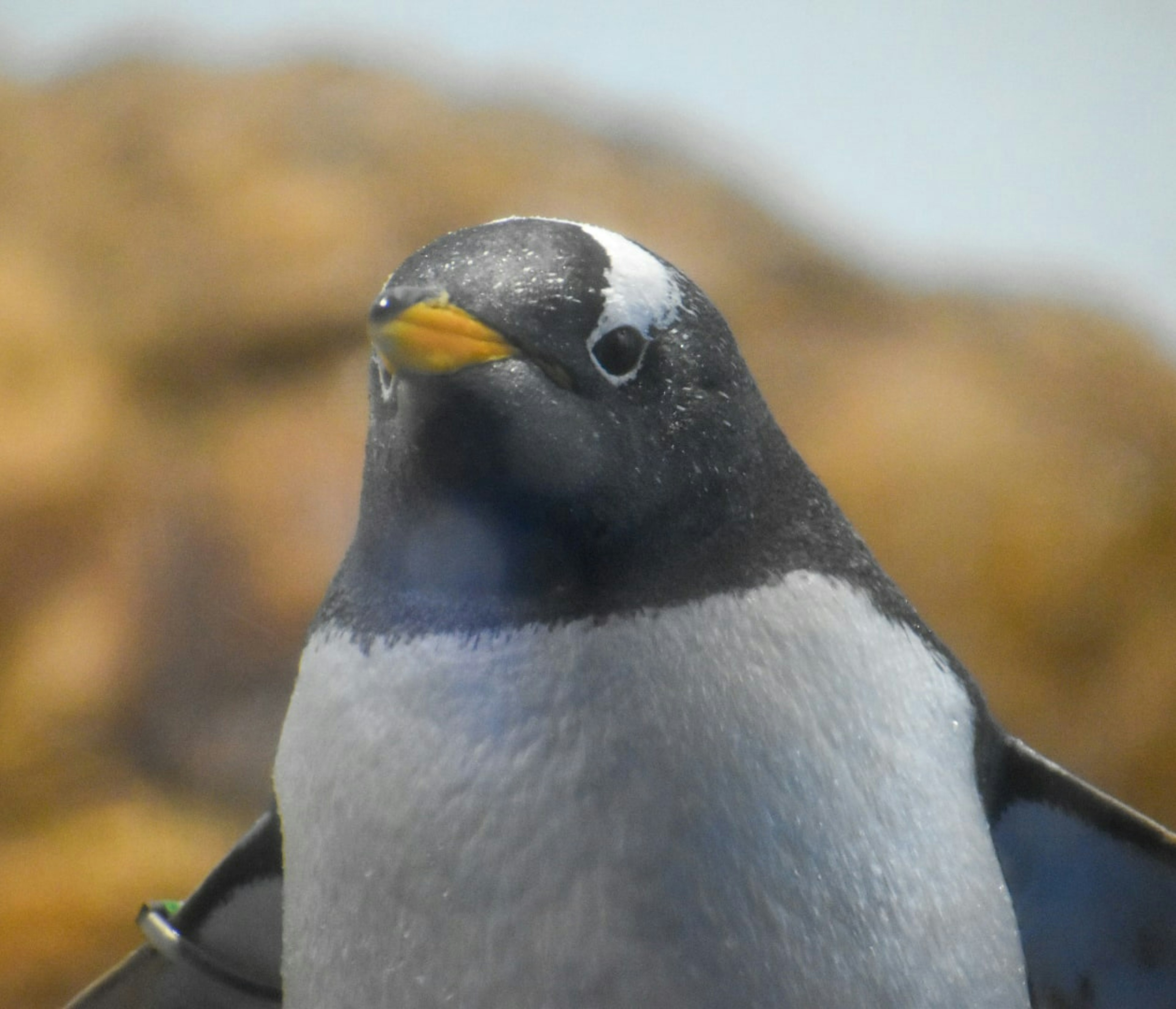 Close-up of a penguin with a blue background and yellow beak