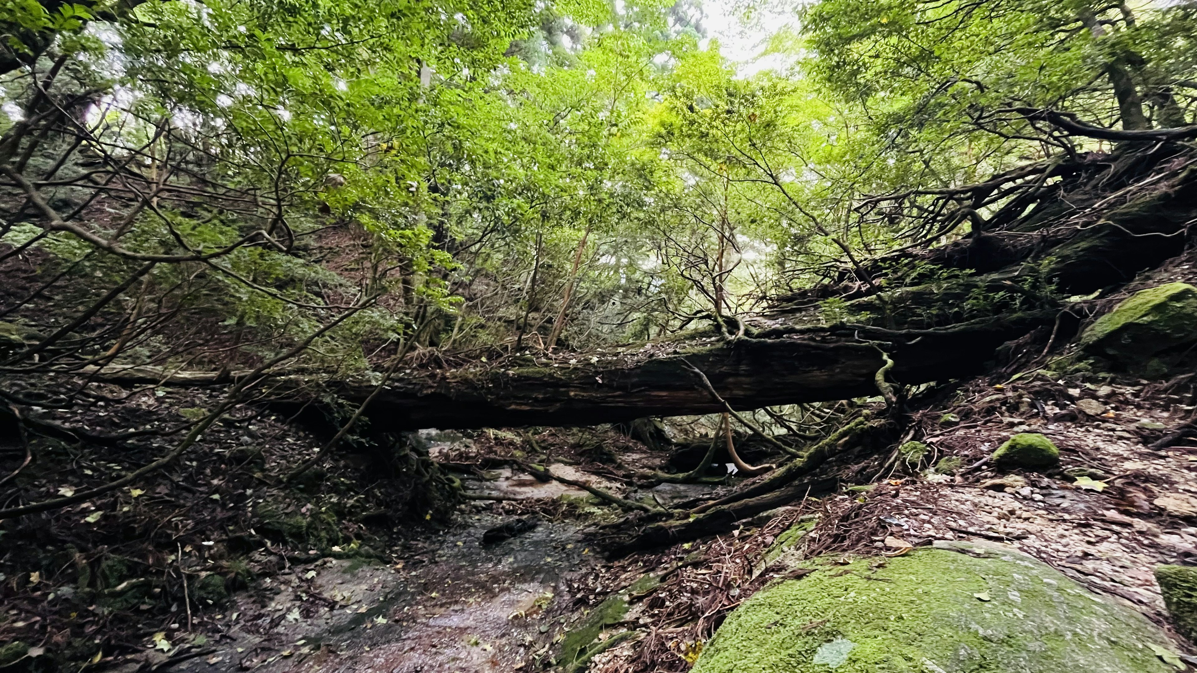 Una scena di foresta lussureggiante con un albero caduto e rocce