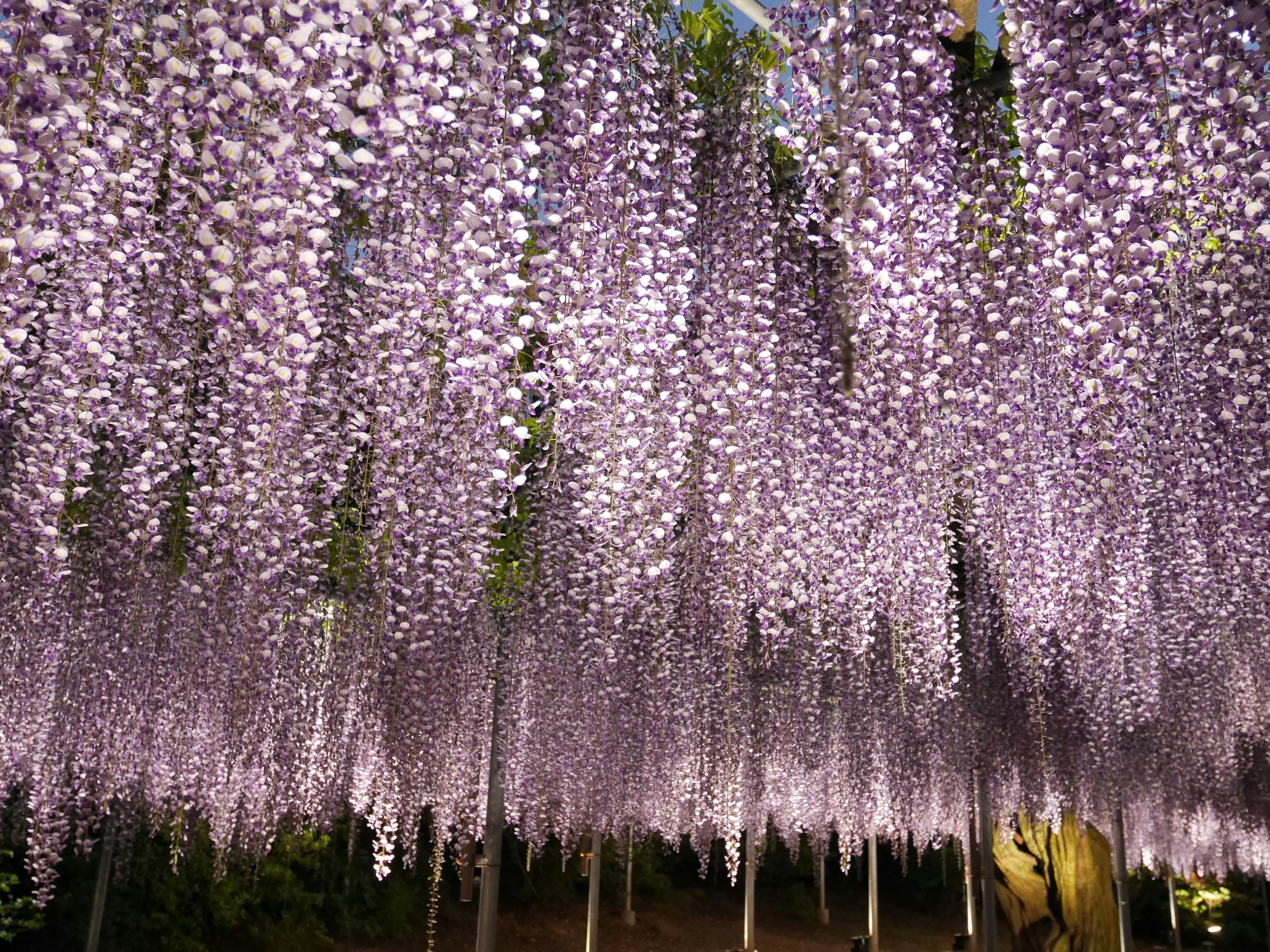 Hermosa vista de flores de glicina colgantes