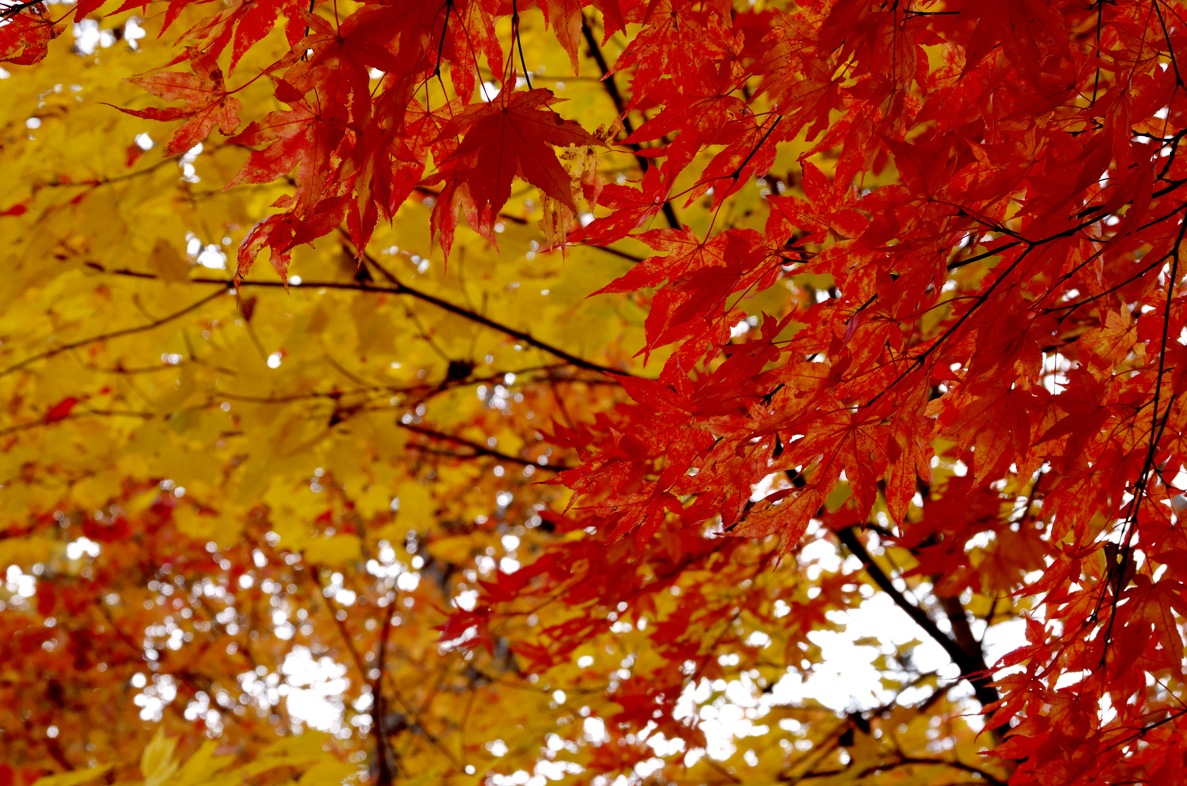 Vibrant red and yellow autumn leaves creating a stunning scene