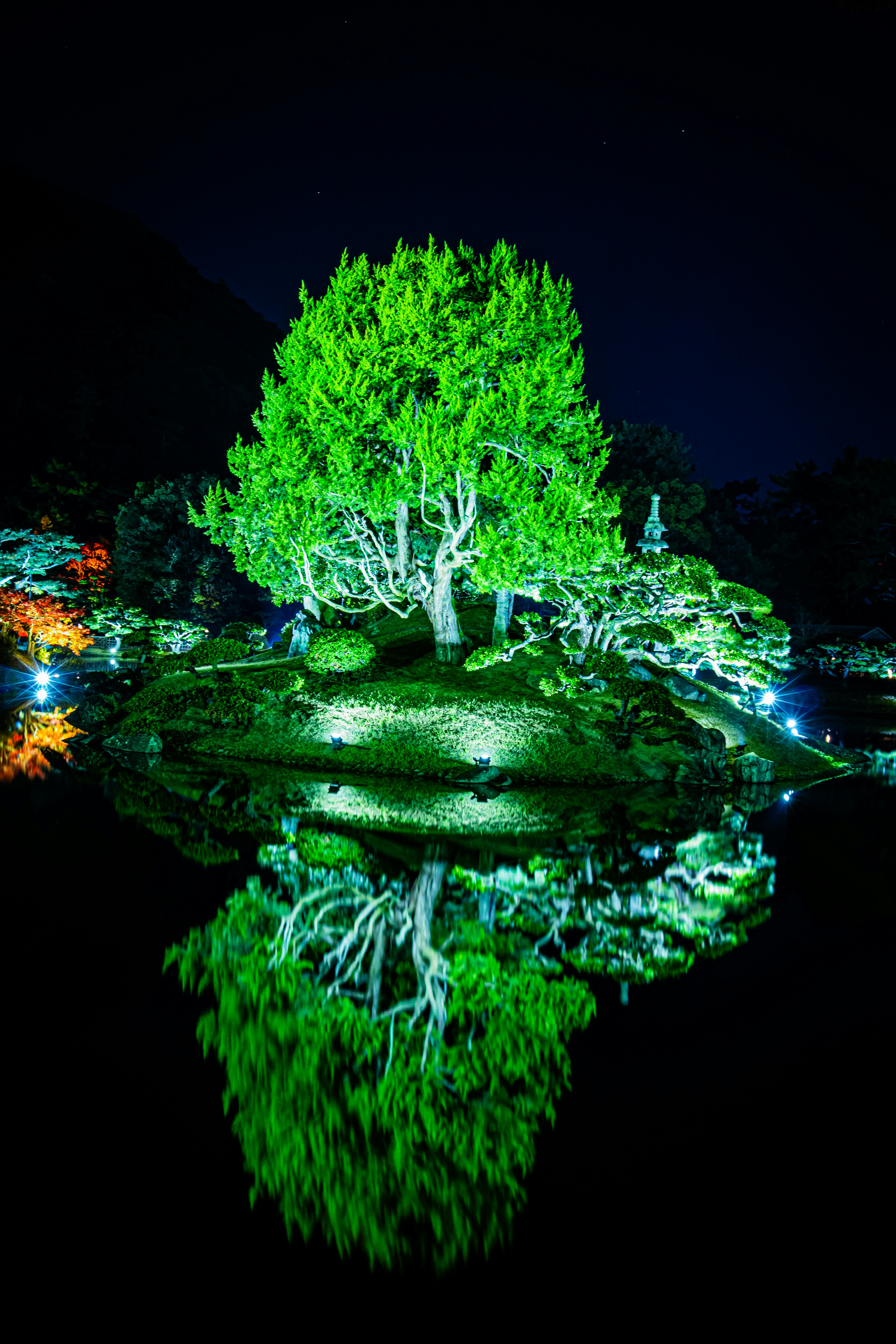 Grüner Baum nachts beleuchtet, der sich im Wasser spiegelt