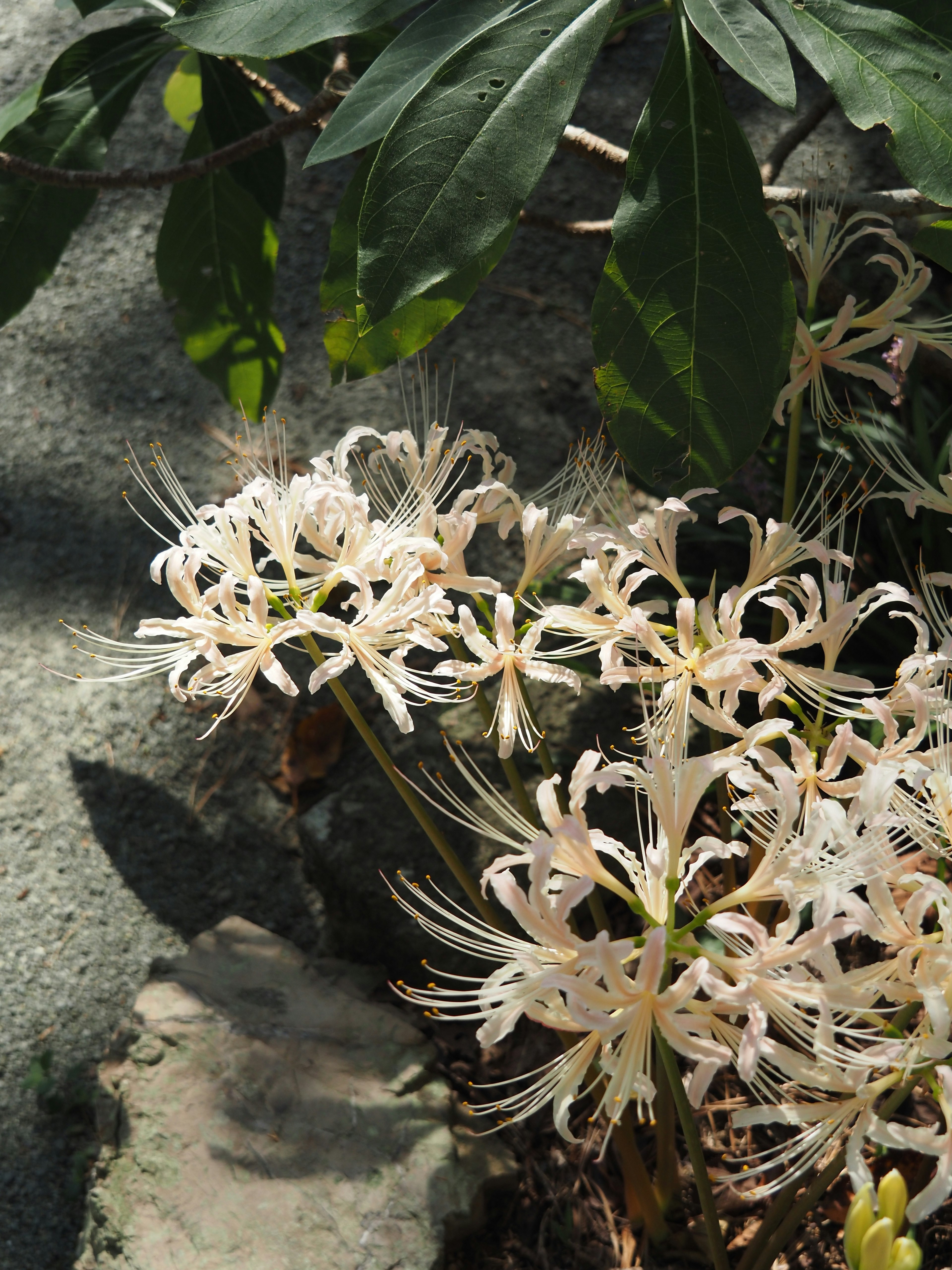 Nahaufnahme von zarten rosa Blumen mit grünen Blättern