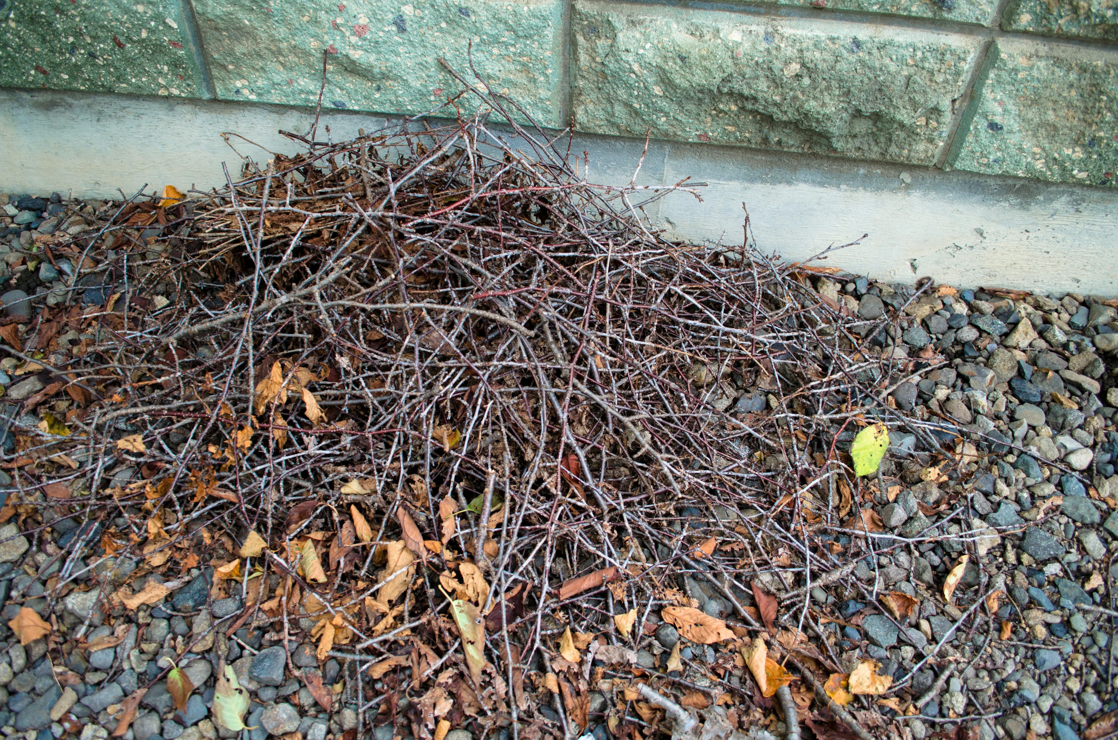 A pile of dried twigs and leaves on gravel