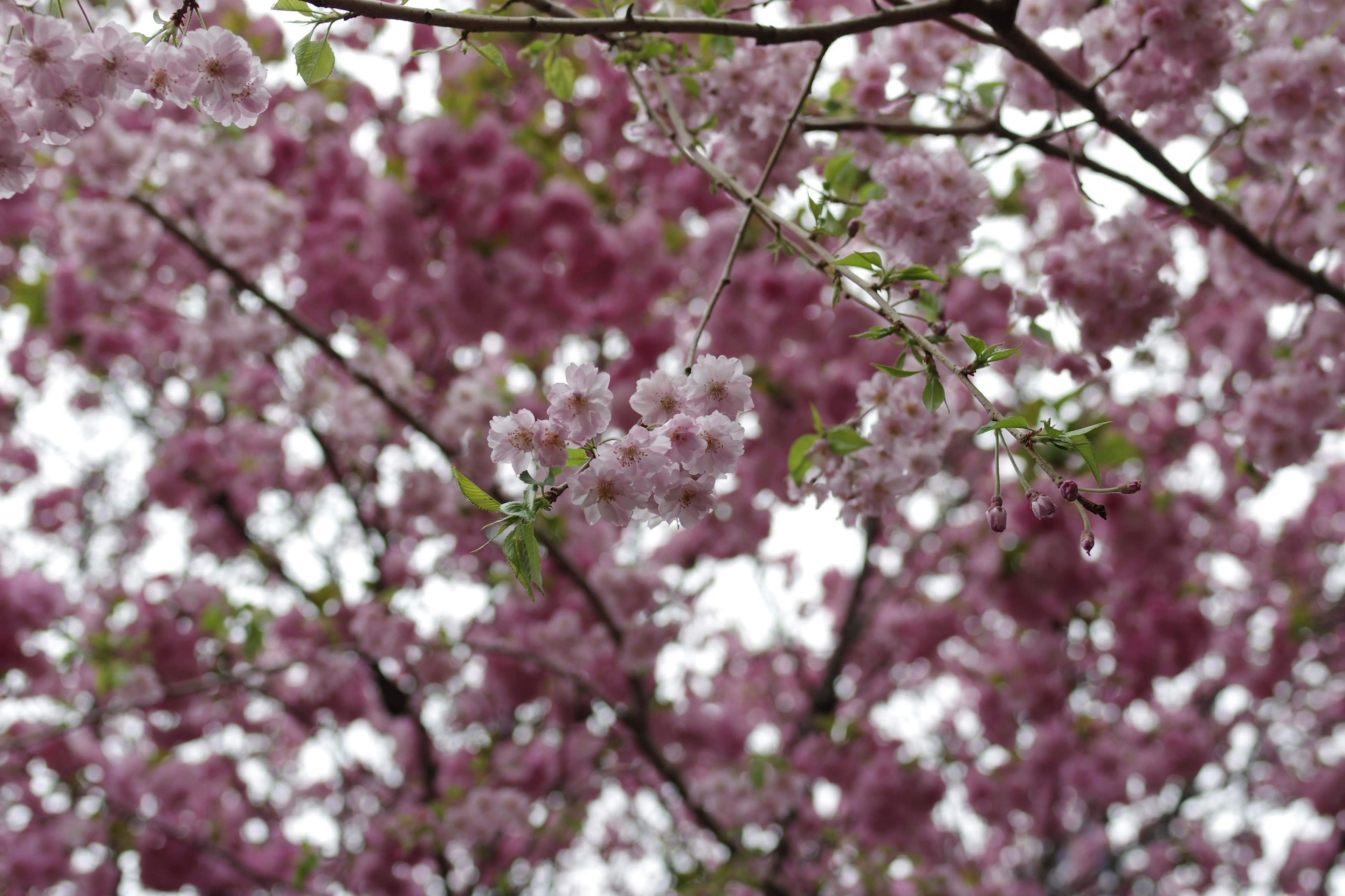 Gros plan sur des branches de cerisier en fleurs avec des fleurs roses sur un fond flou