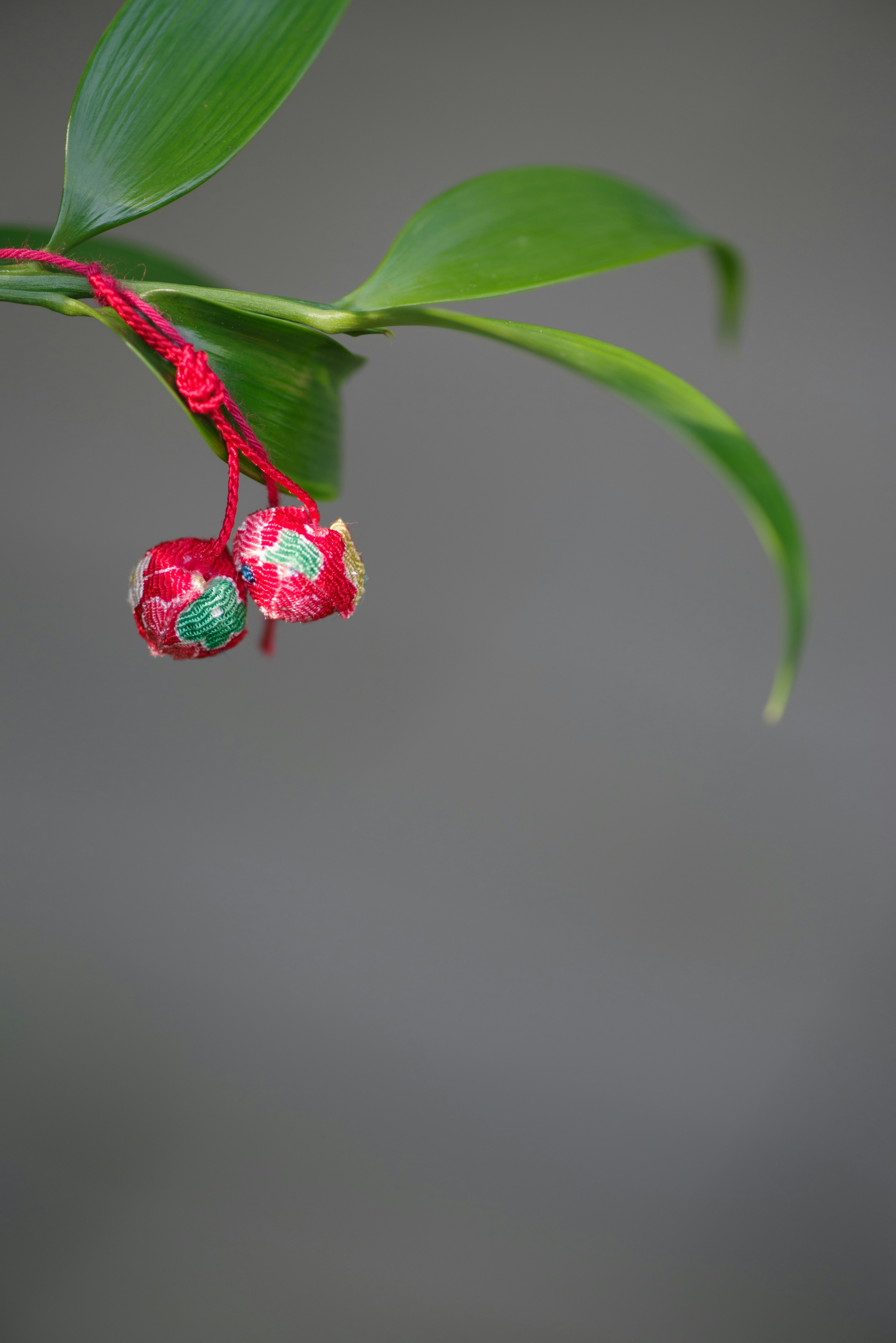 Nahaufnahme einer Pflanze mit roten Blüten und grünen Blättern