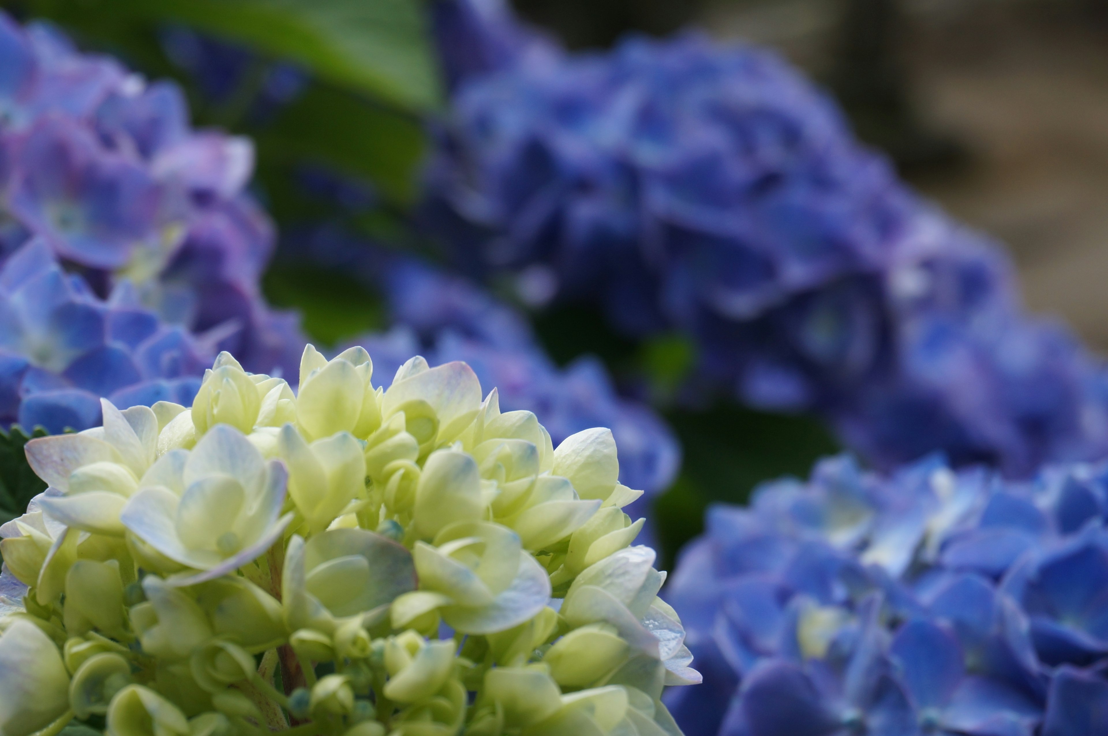 Kedekatan bunga hortensia berwarna biru dan hijau