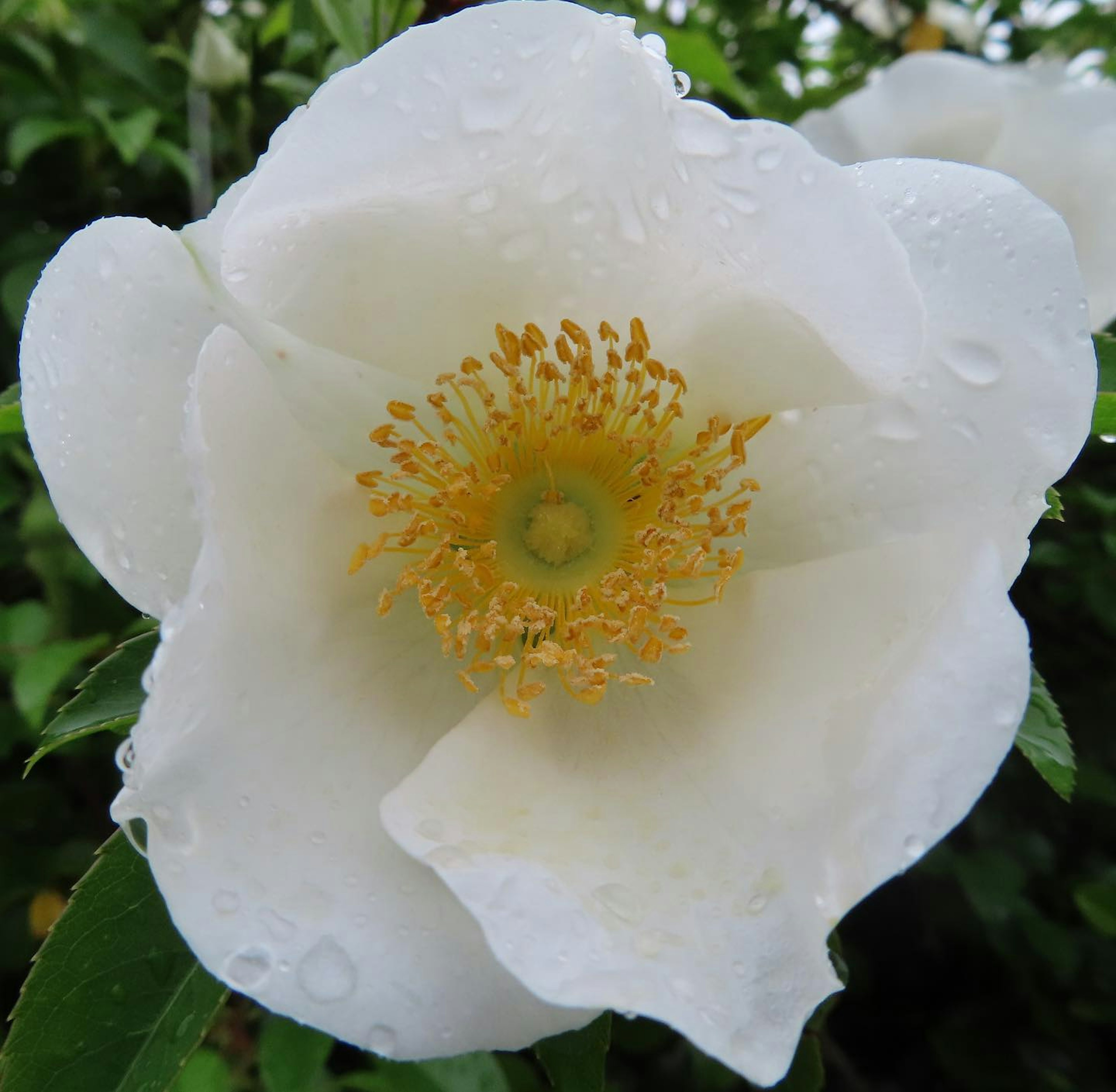 Fiore bianco con centro giallo e gocce di pioggia sui petali