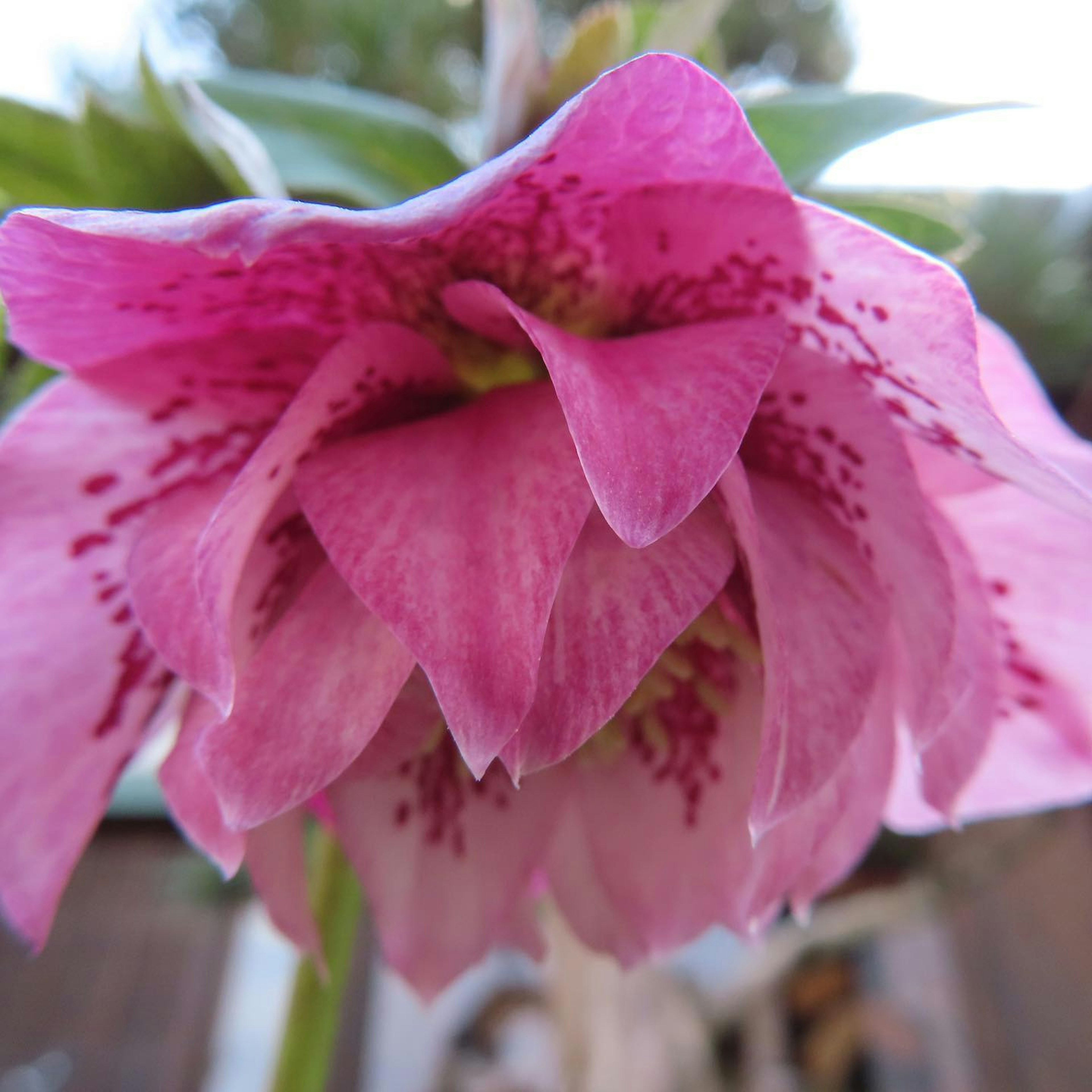 Flor de Helleborus con pétalos rosados destacados