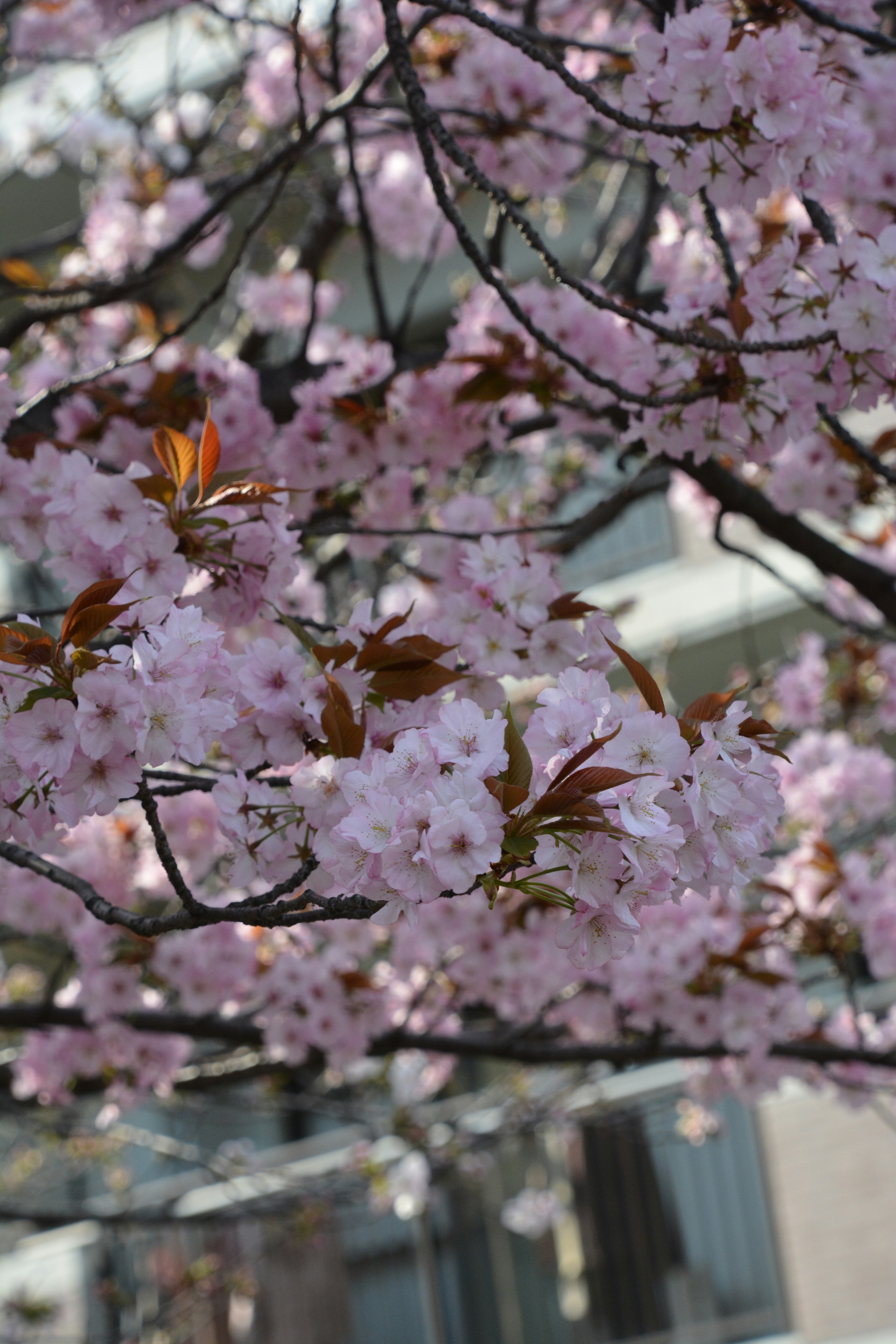 桜の花が咲く枝のクローズアップ