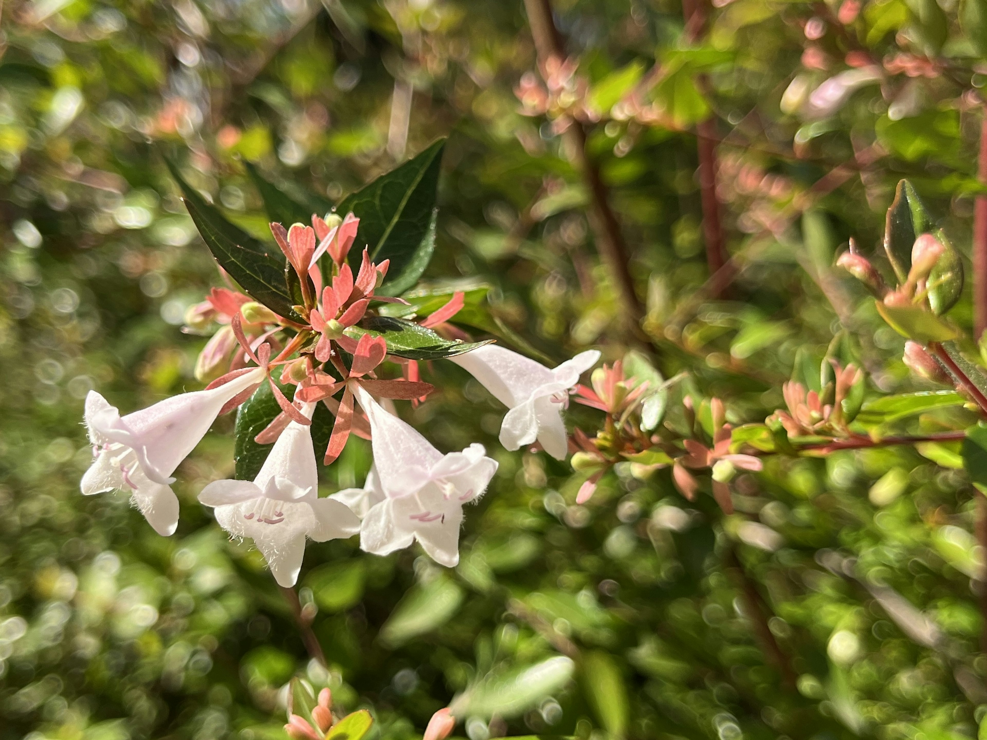 Acercamiento de una planta con flores blancas y hojas verdes