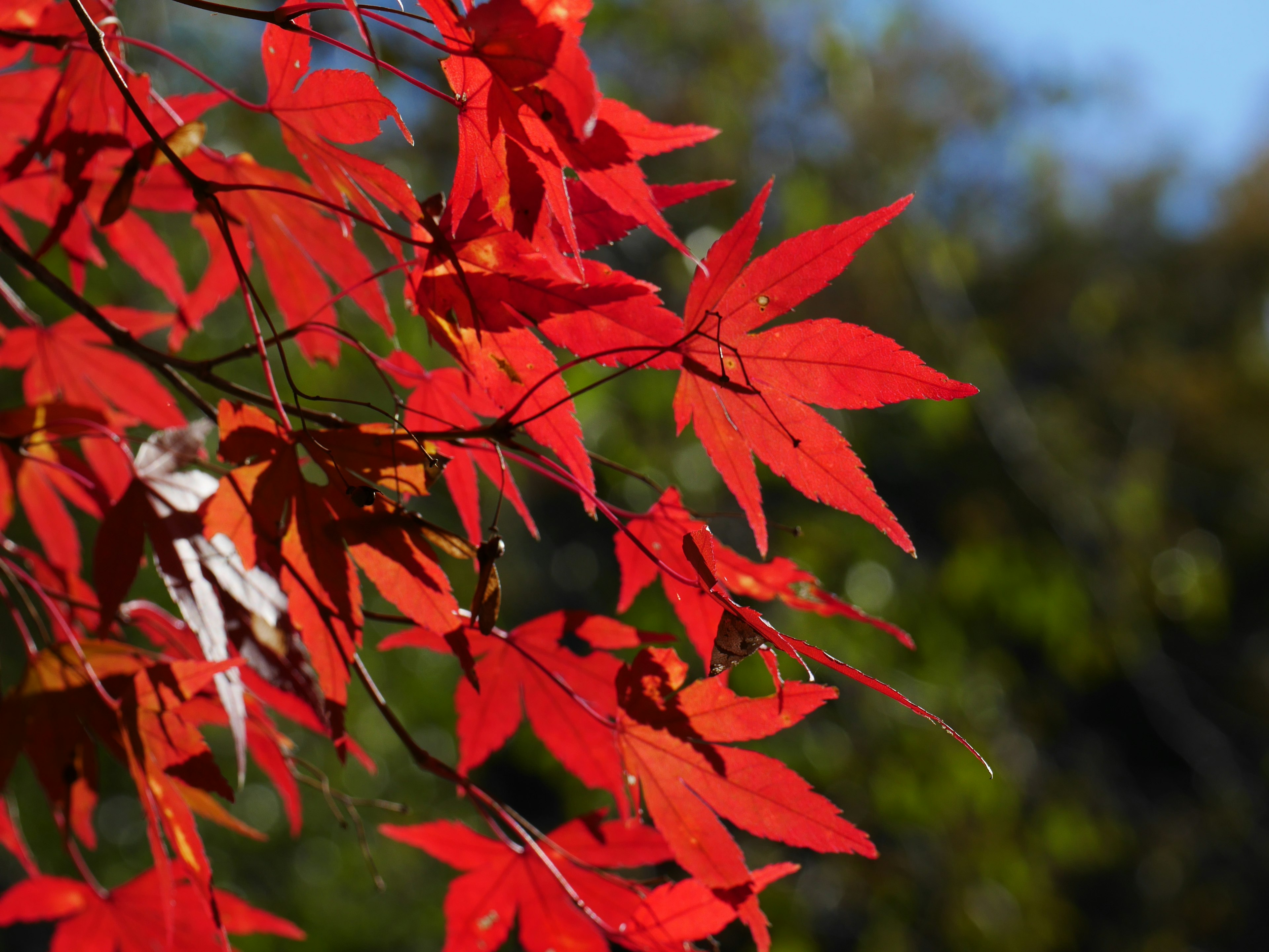 Leuchtend rote Ahornblätter vor klarem blauen Himmel