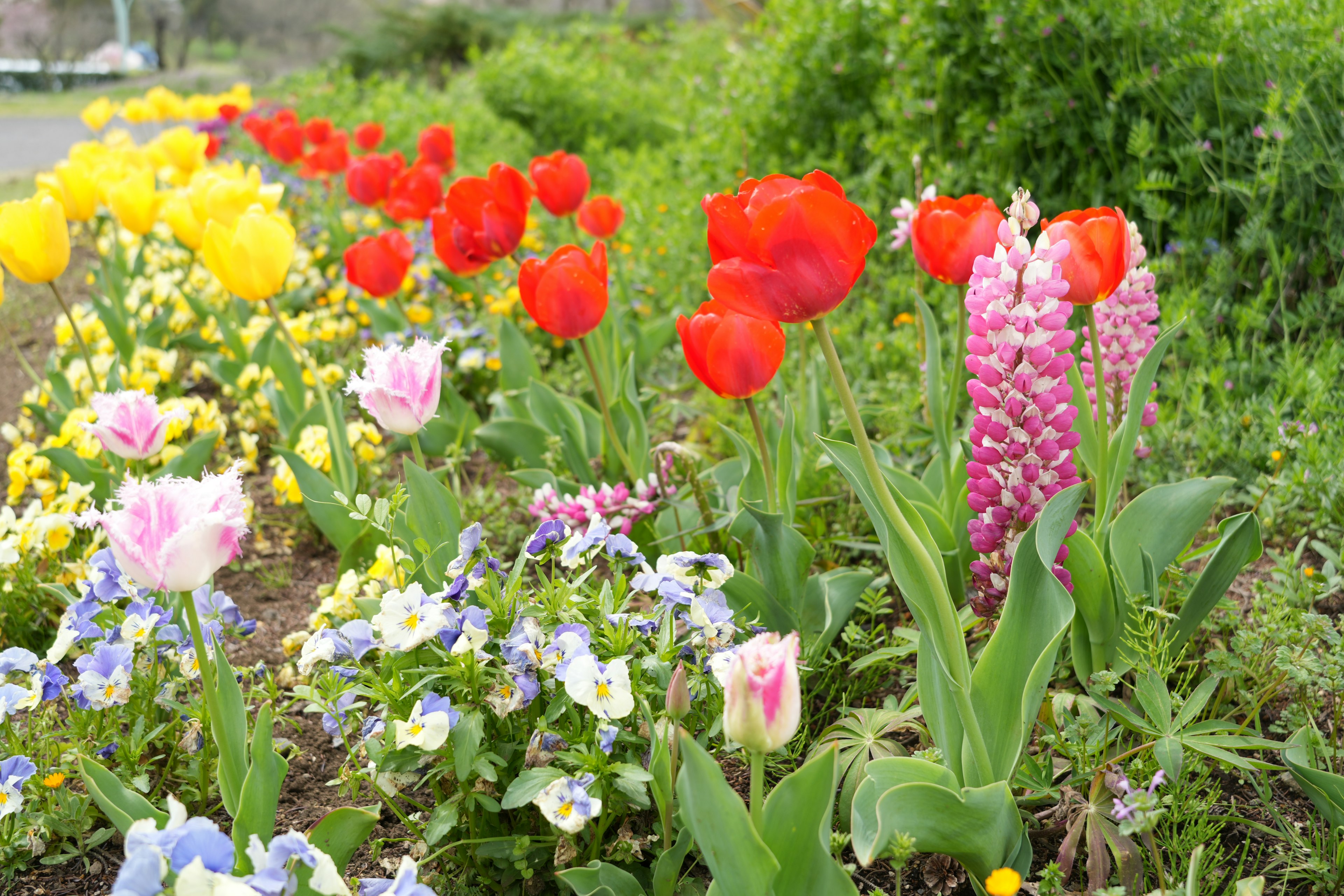 Vibrant flower garden featuring red tulips and yellow blossoms