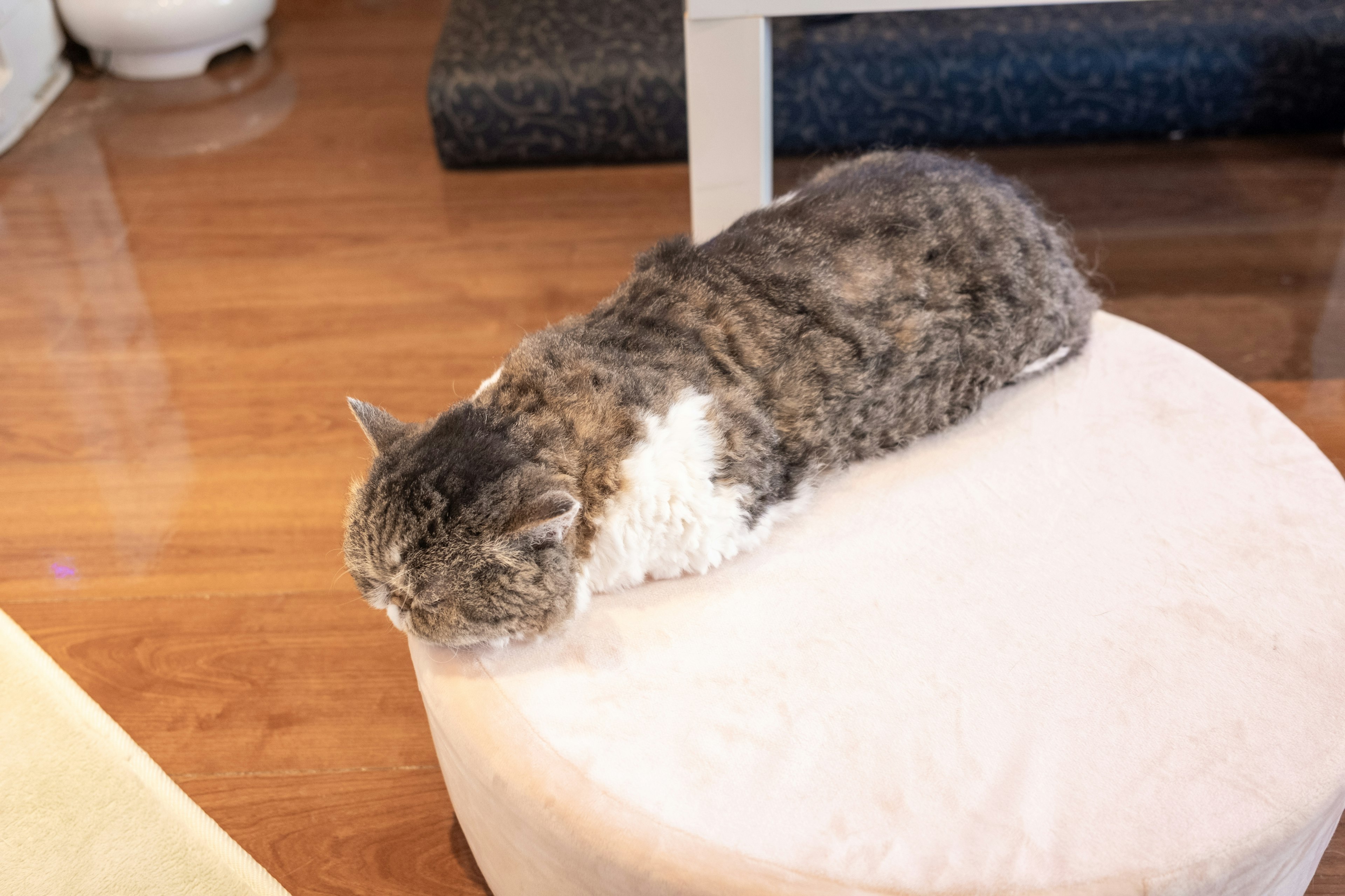 A cat lying on a round cushion in a cozy indoor setting