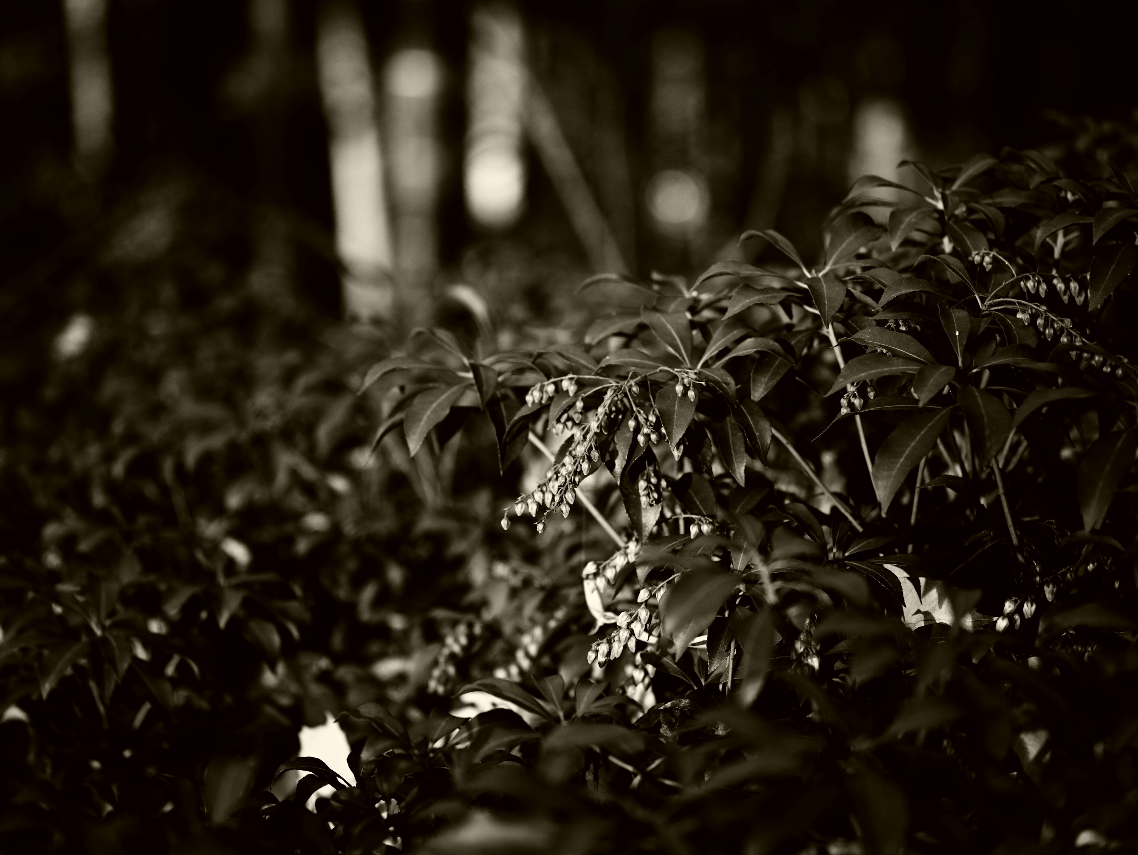 Paisaje en blanco y negro con hojas verdes y pequeñas flores entre los árboles