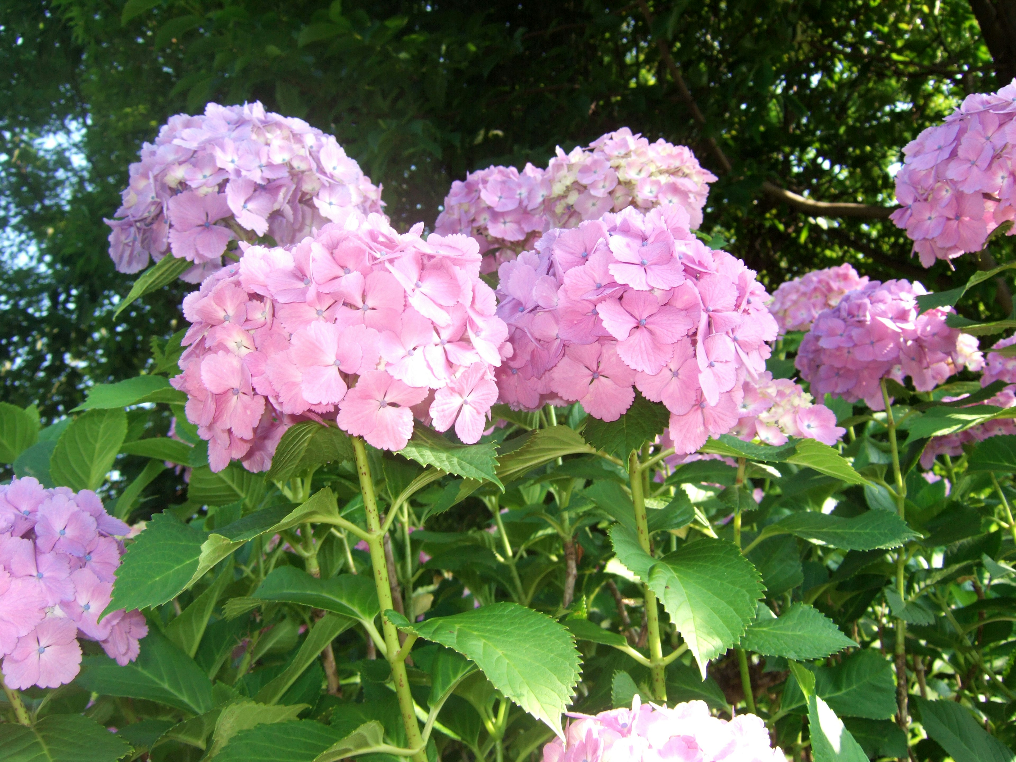 Foto bunga hydrangea ungu muda yang sedang mekar