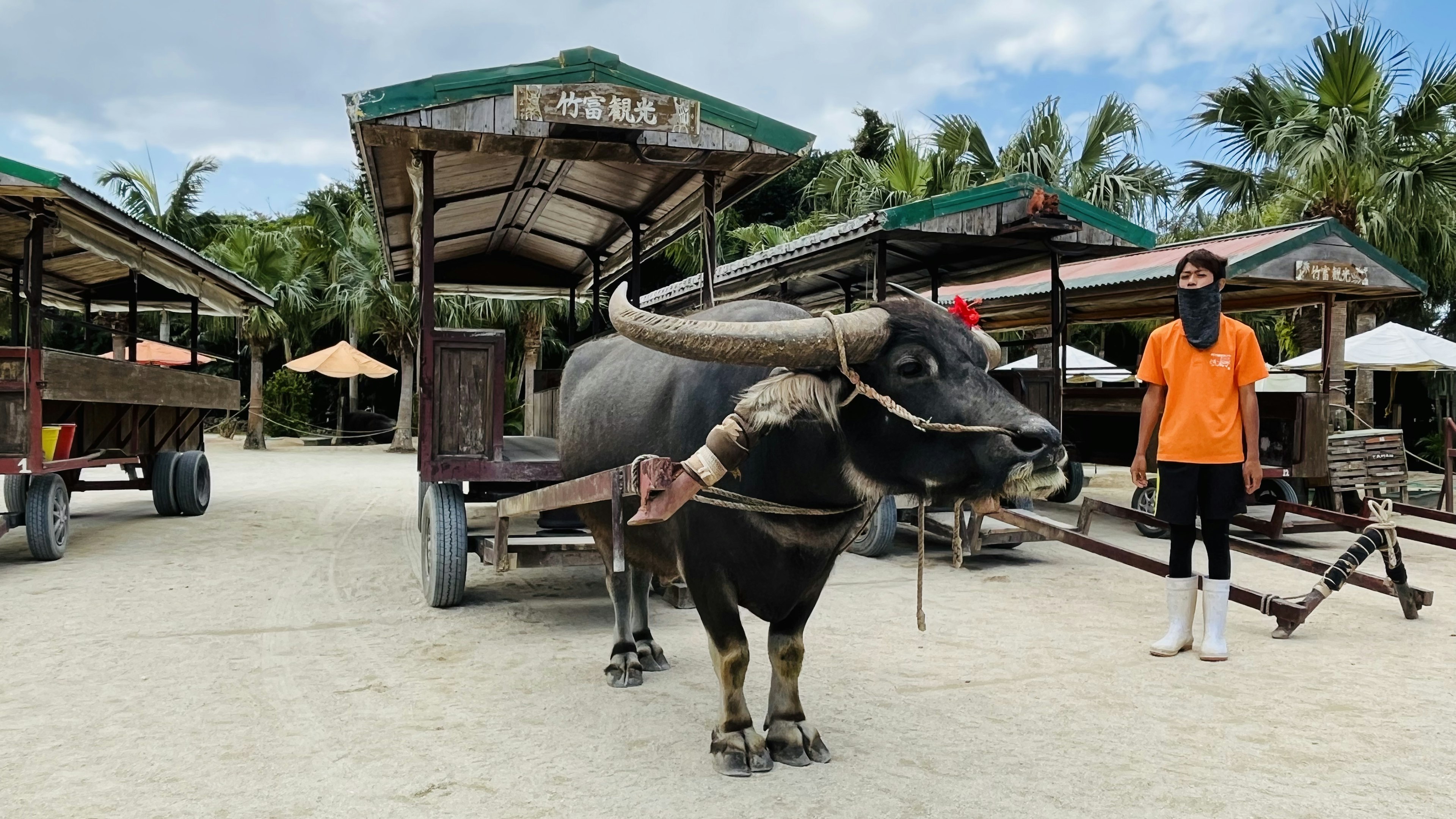 Một con trâu nước đứng trên bãi biển cát với một người đàn ông mặc áo cam gần đó