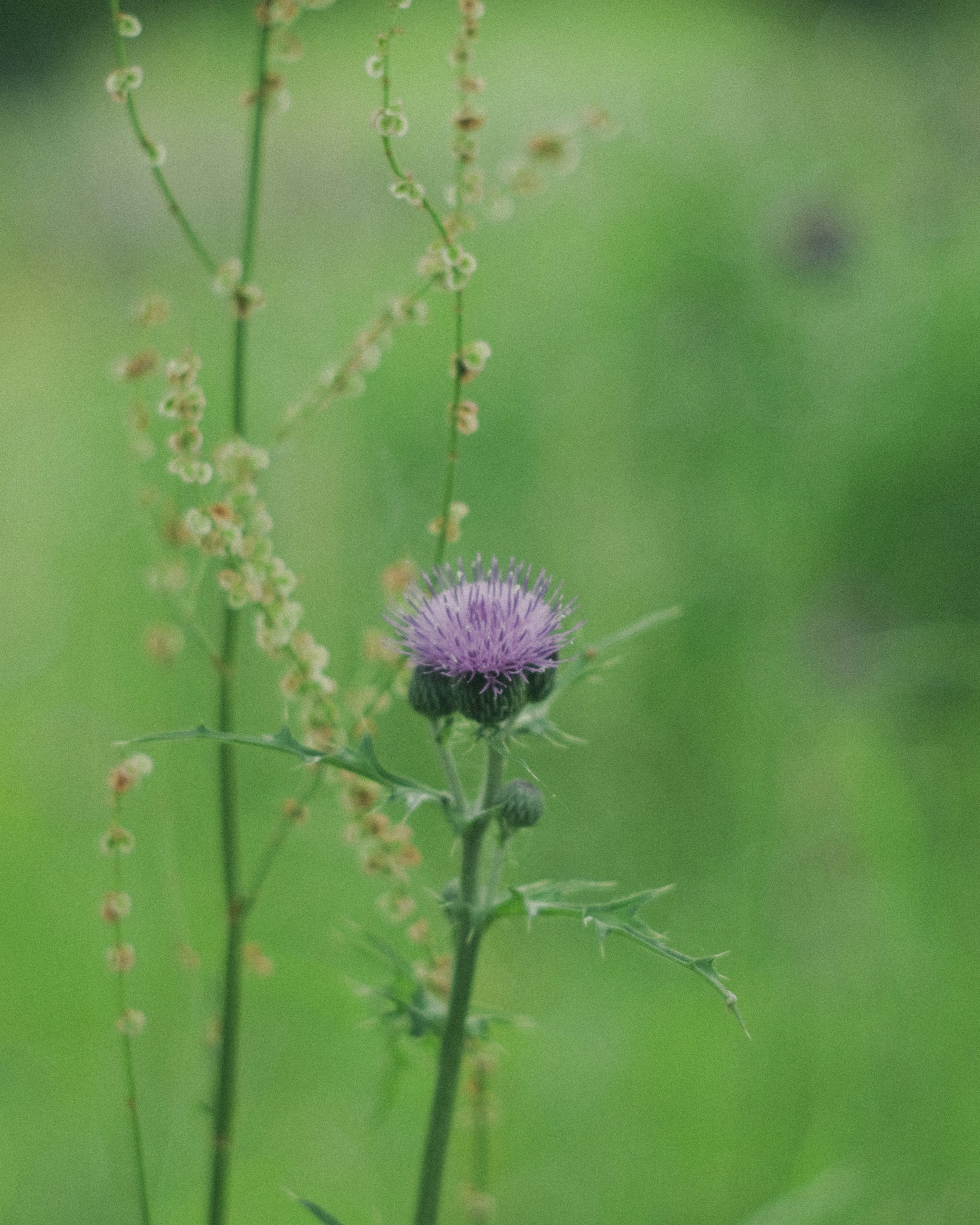 緑の背景に紫色の花が咲いている草の画像