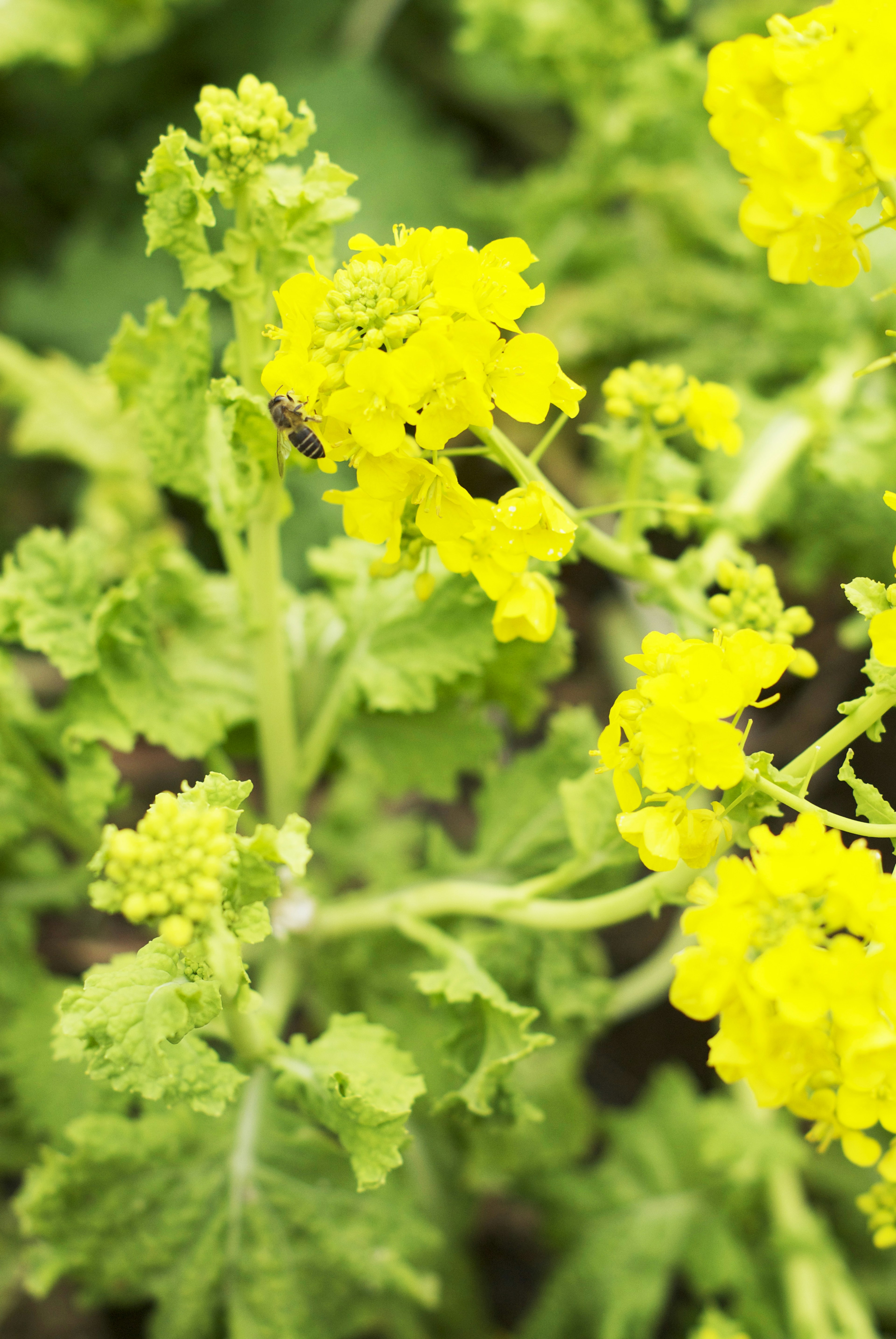 Fleurs jaunes vives fleurissant parmi les feuilles vertes