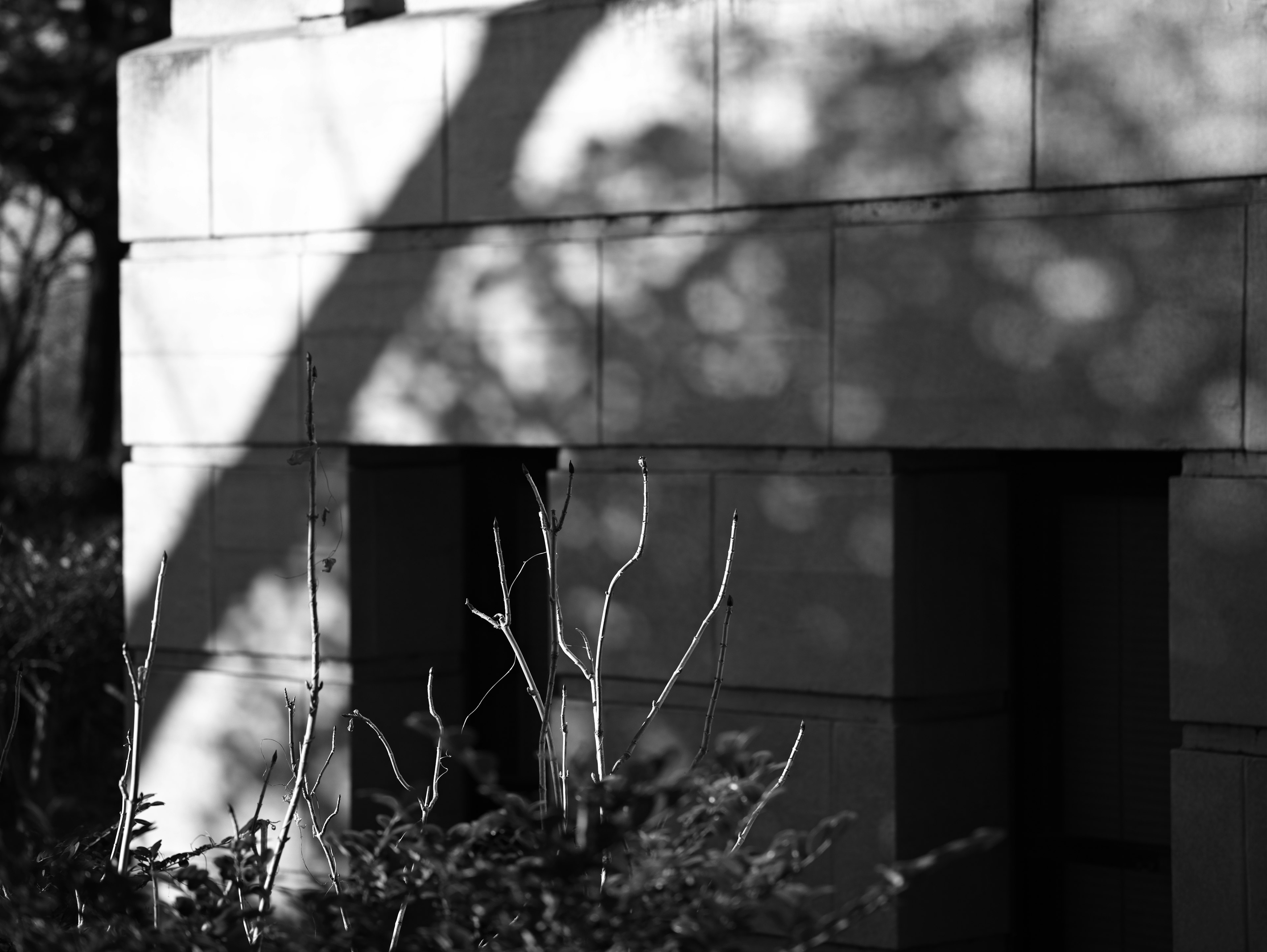 Contraste noir et blanc mettant en valeur des ombres sur un mur de bâtiment avec des plantes au premier plan