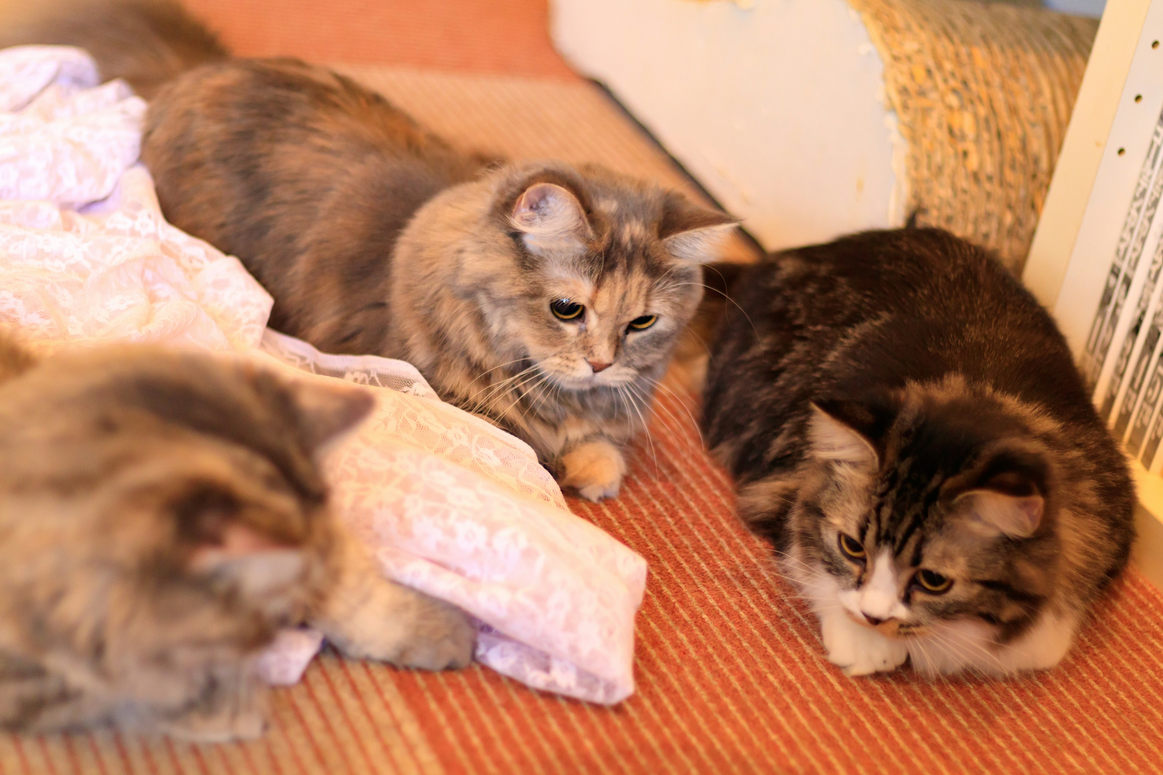 Tre gatti sono seduti su una coperta rosa mentre osservano ciò che li circonda